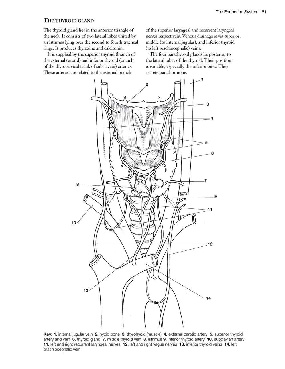 Complete Anatomy Coloring Book, Newly Revised and Updated Edition