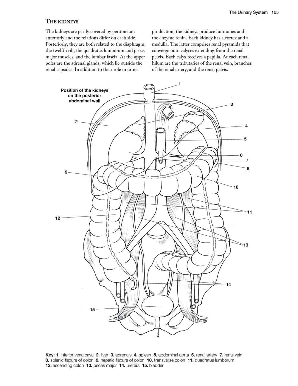 Complete Anatomy Coloring Book, Newly Revised and Updated Edition