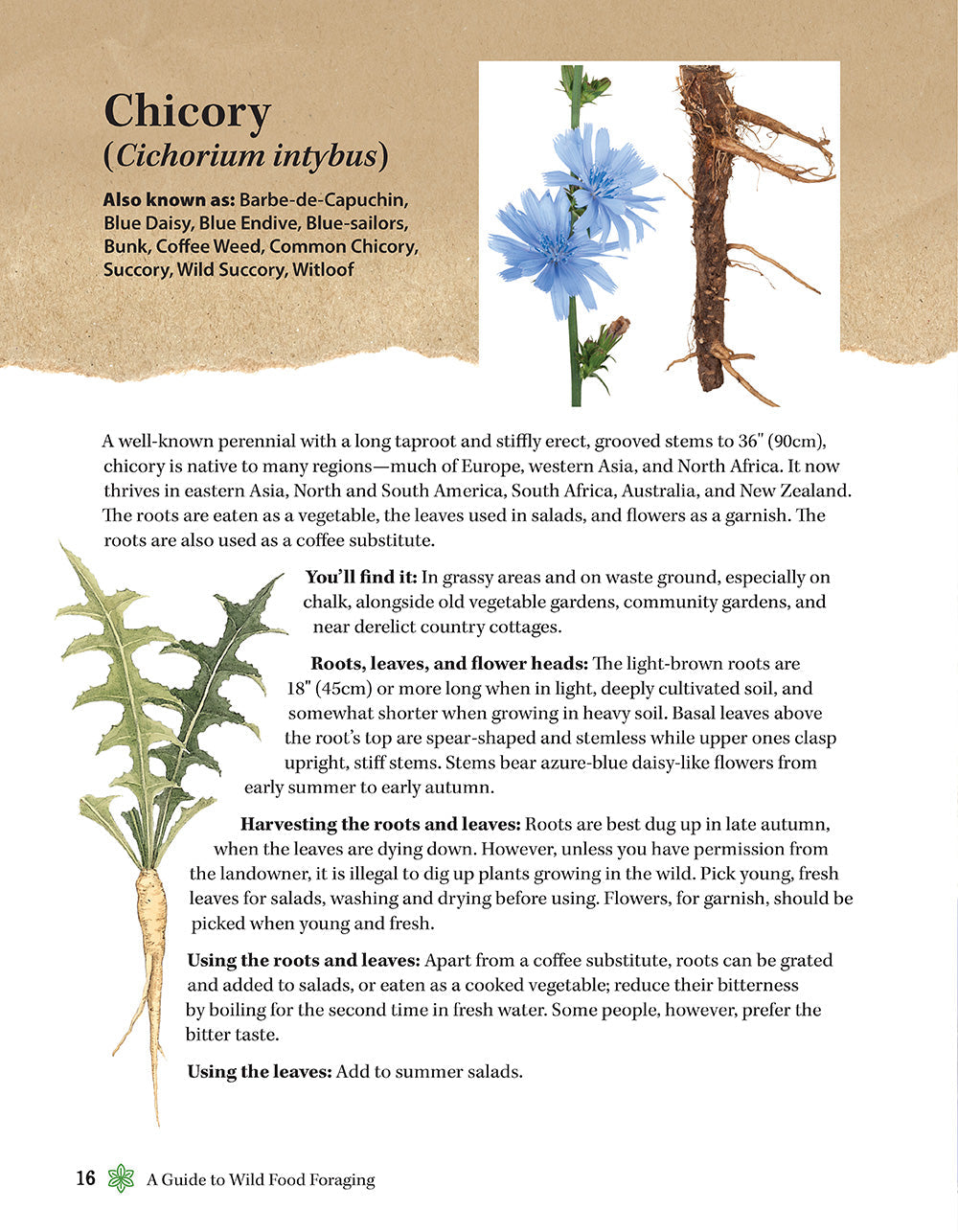 A Guide to Wild Food Foraging