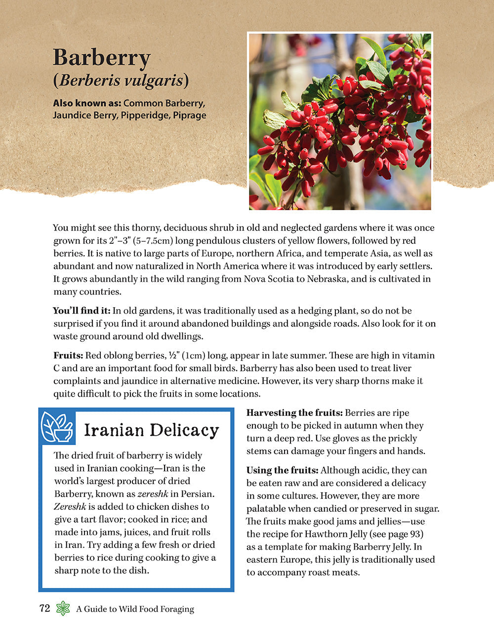 A Guide to Wild Food Foraging