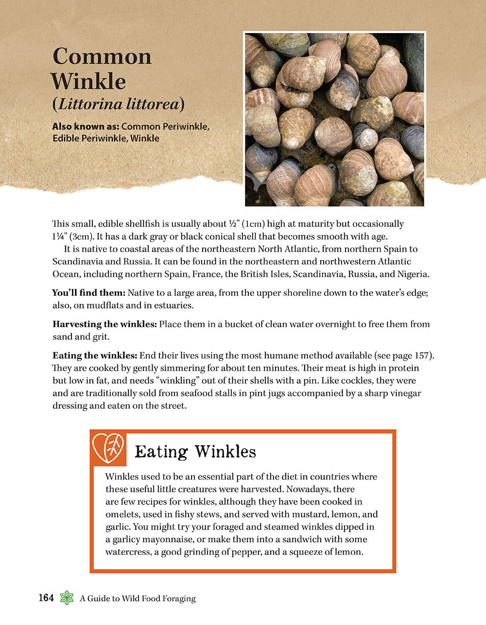 A Guide to Wild Food Foraging