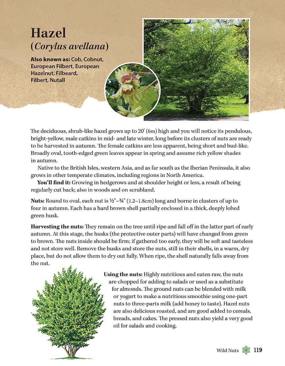 A Guide to Wild Food Foraging