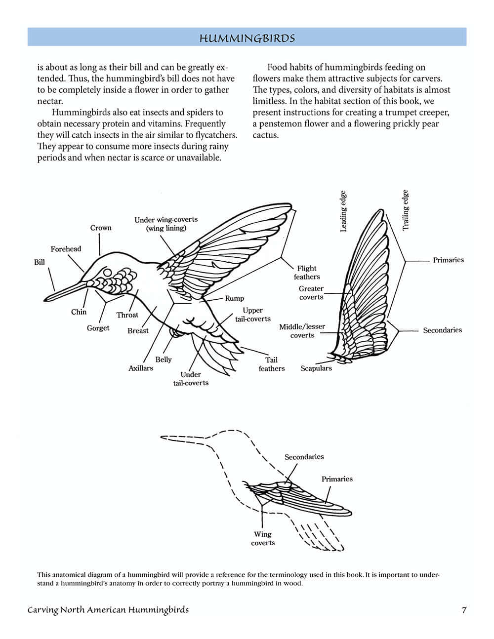 Carving North American Hummingbirds & Their Habitat