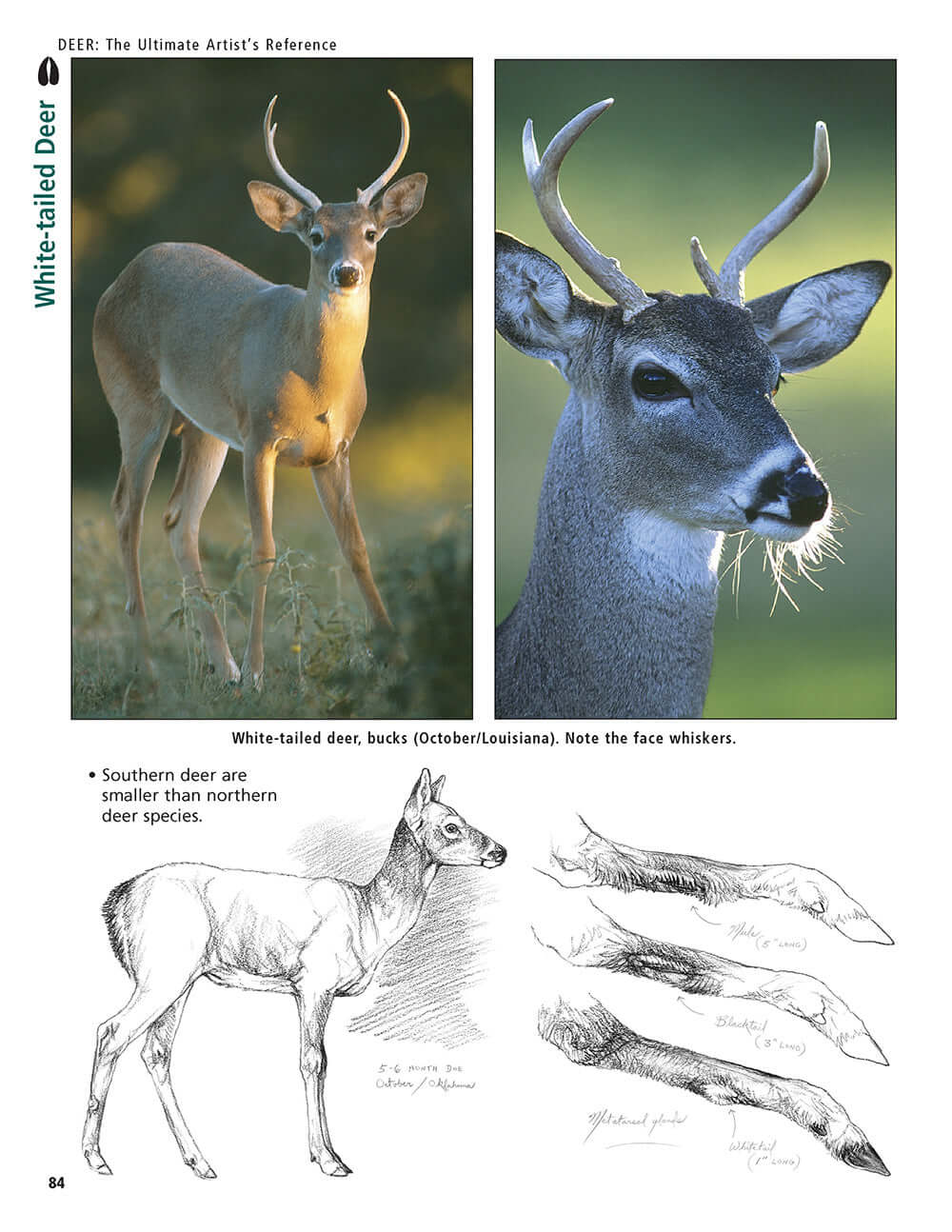 Deer: The Ultimate Artists Reference