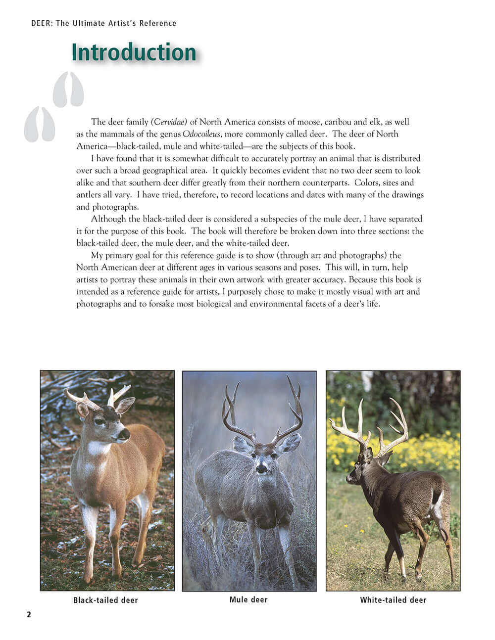 Deer: The Ultimate Artists Reference