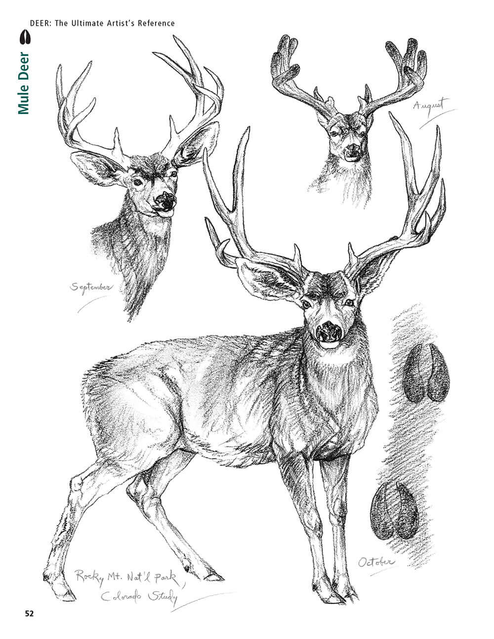 Deer: The Ultimate Artists Reference