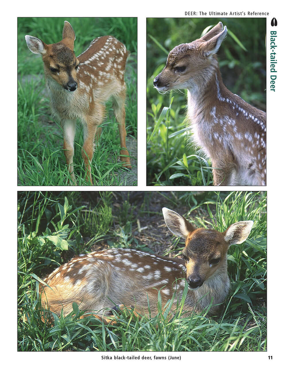 Deer: The Ultimate Artists Reference