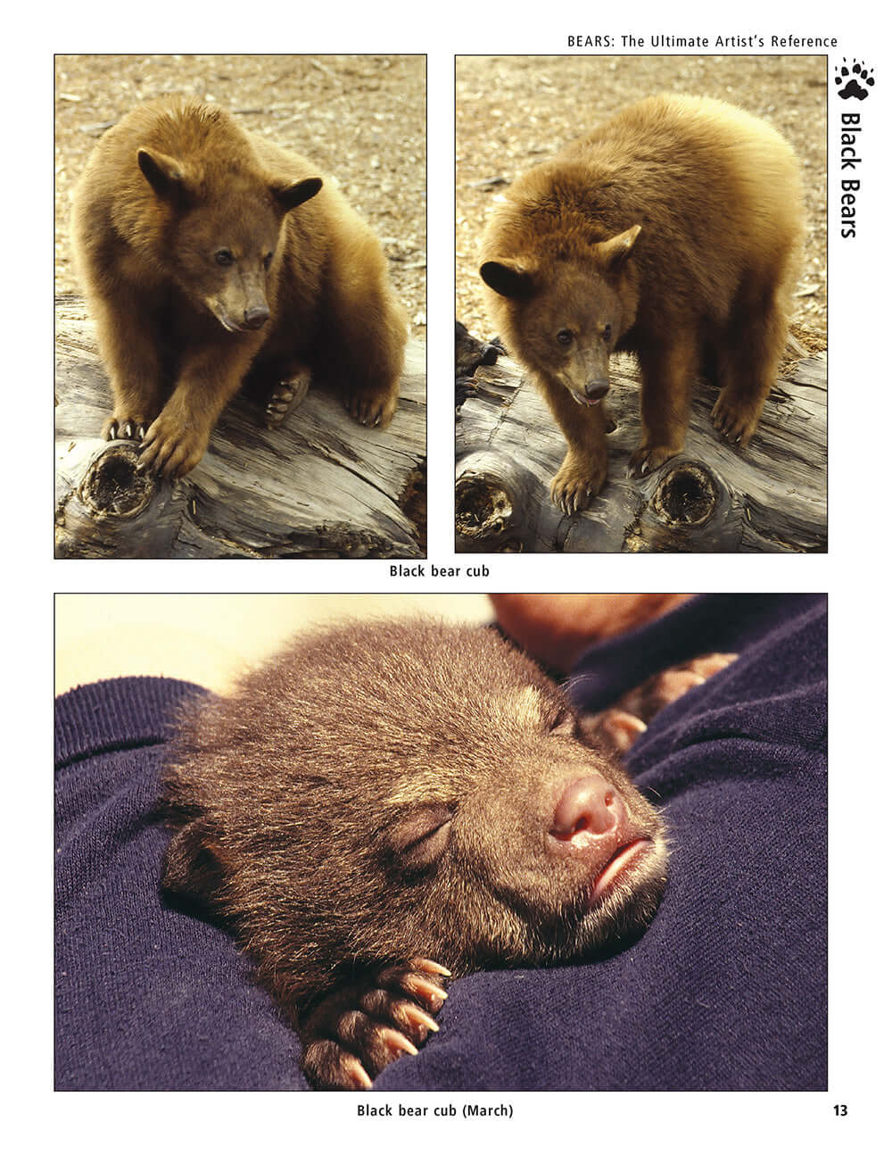 Bear: The Ultimate Artists Reference
