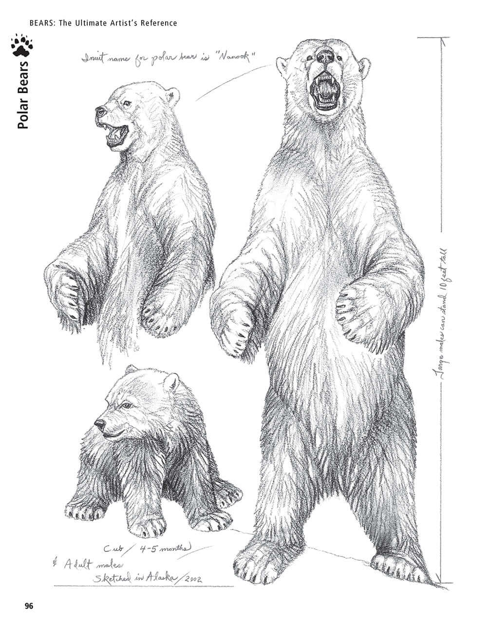 Bear: The Ultimate Artists Reference