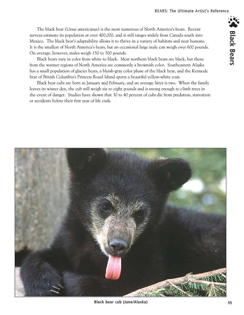 Bear: The Ultimate Artists Reference