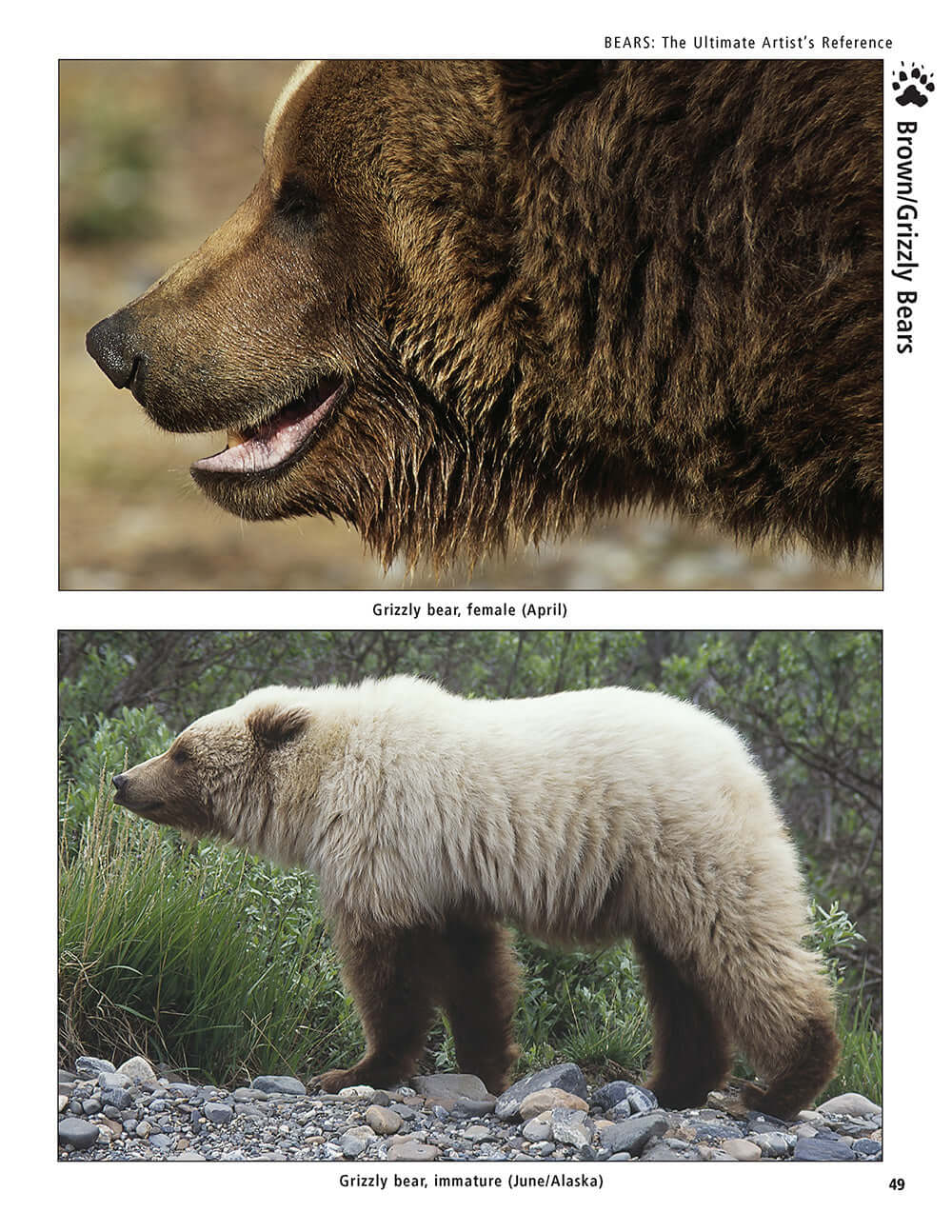 Bear: The Ultimate Artists Reference