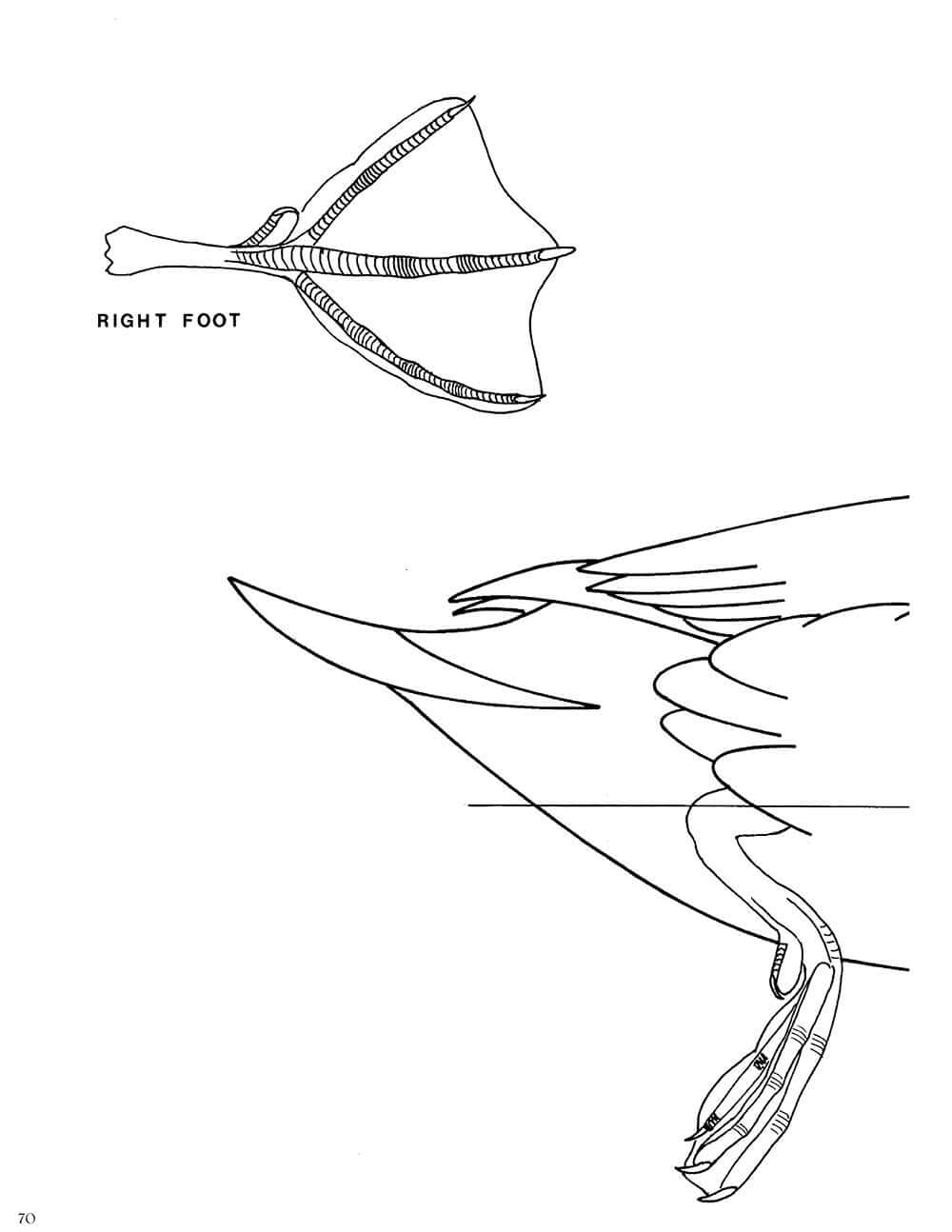 Decorative Decoy Carvers Ultimate Painting & Pattern Portfolio, Series Two