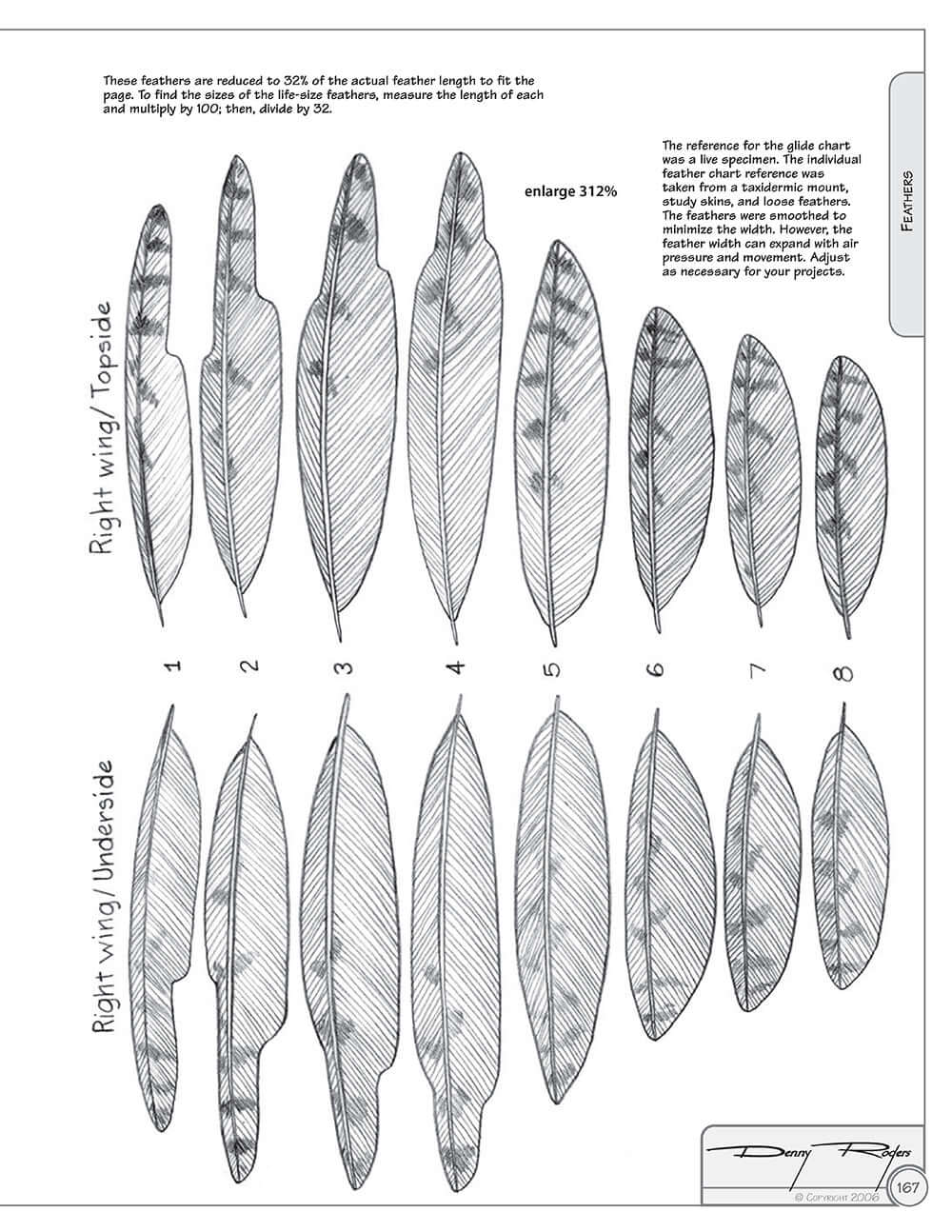 Illustrated Owl: Screech & Snowy