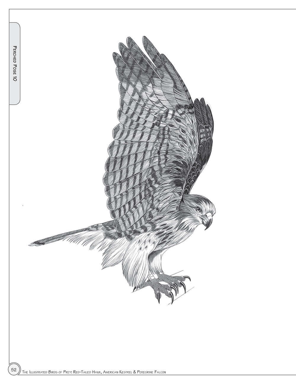 Illustrated Birds of Prey: Red-Tailed Hawk, American Kestral, & Peregrine Falcon