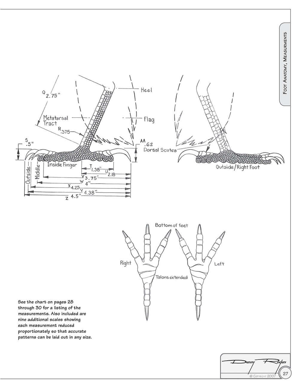 Illustrated Birds of Prey: Red-Tailed Hawk, American Kestral, & Peregrine Falcon