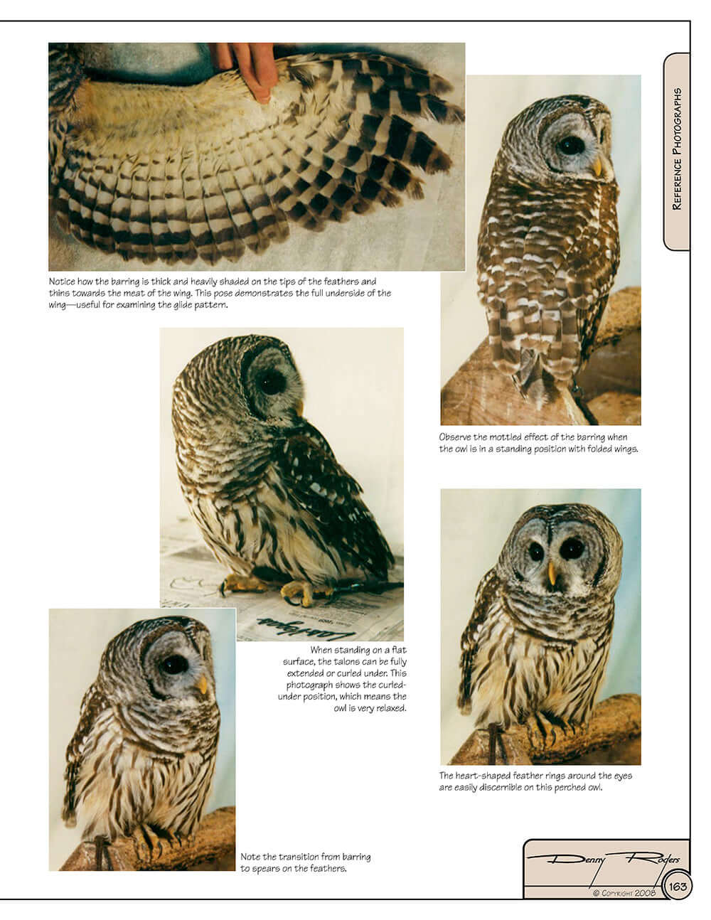 Illustrated Owl: Barn, Barred & Great Horned