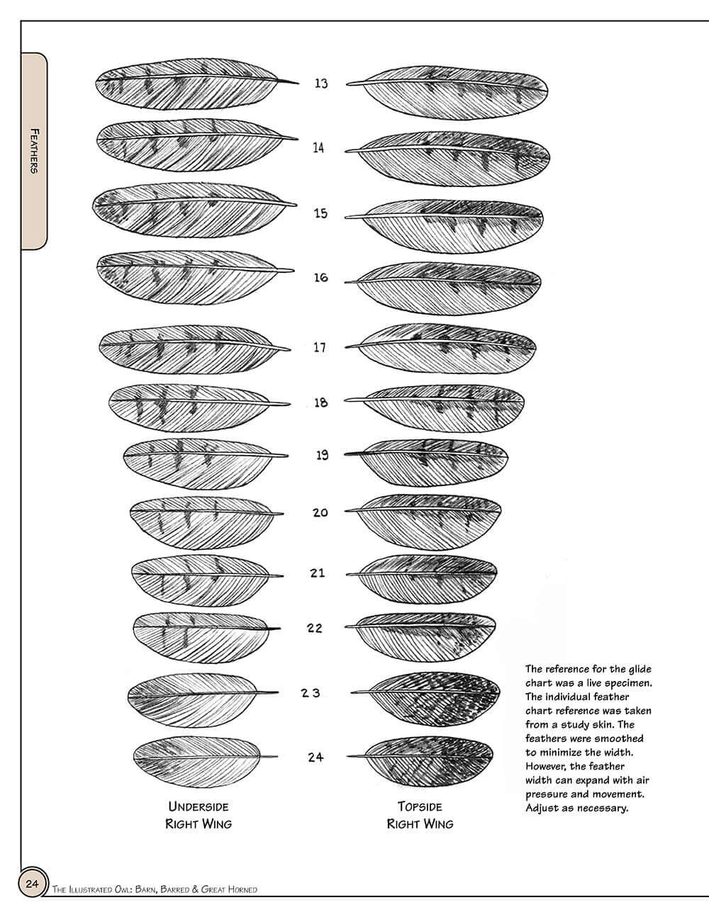 Illustrated Owl: Barn, Barred & Great Horned