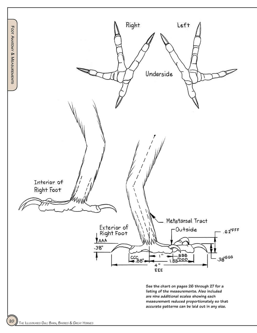 Illustrated Owl: Barn, Barred & Great Horned