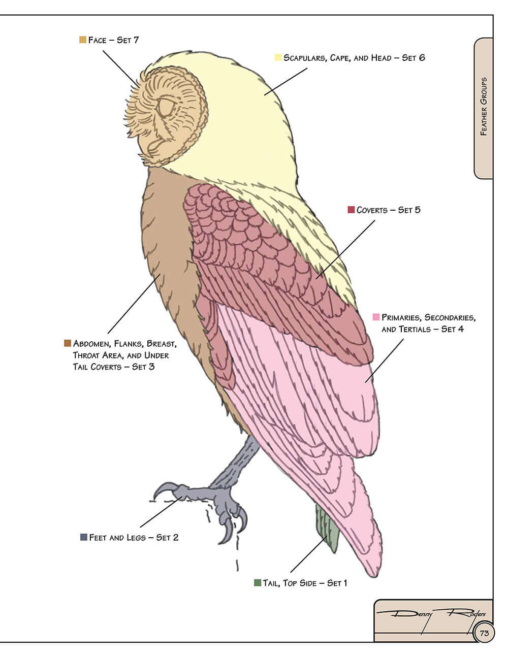 Illustrated Owl: Barn, Barred & Great Horned