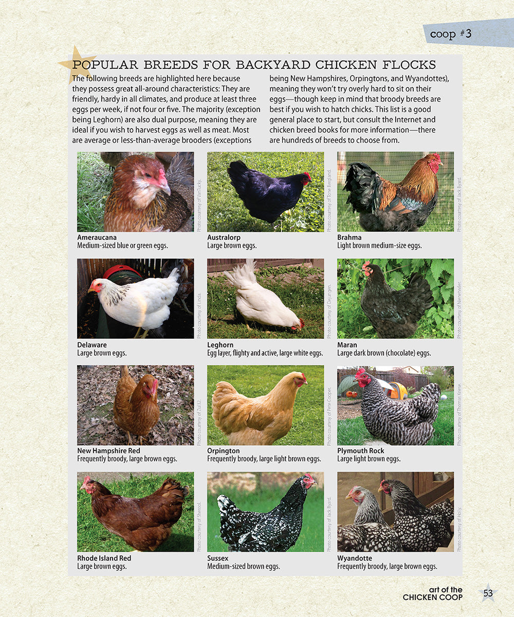 Art of the Chicken Coop