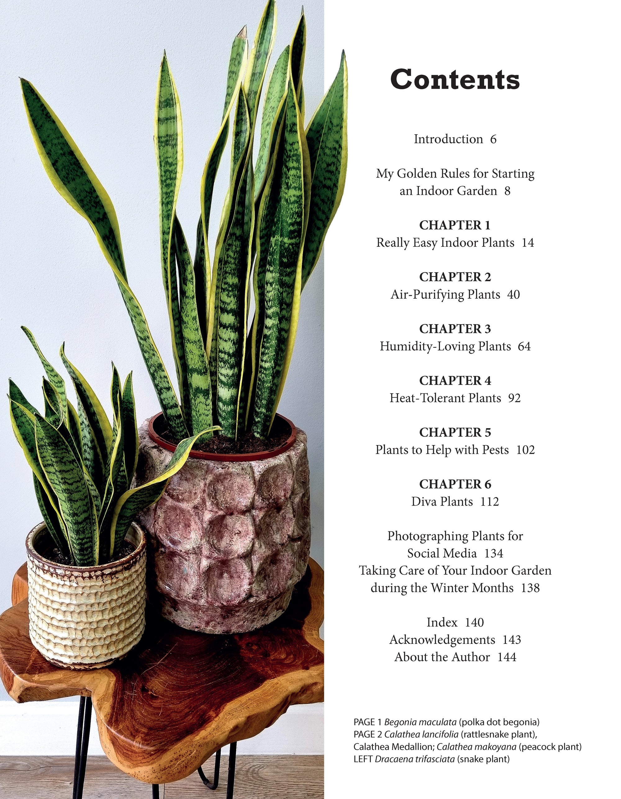 Beginners Houseplant Garden