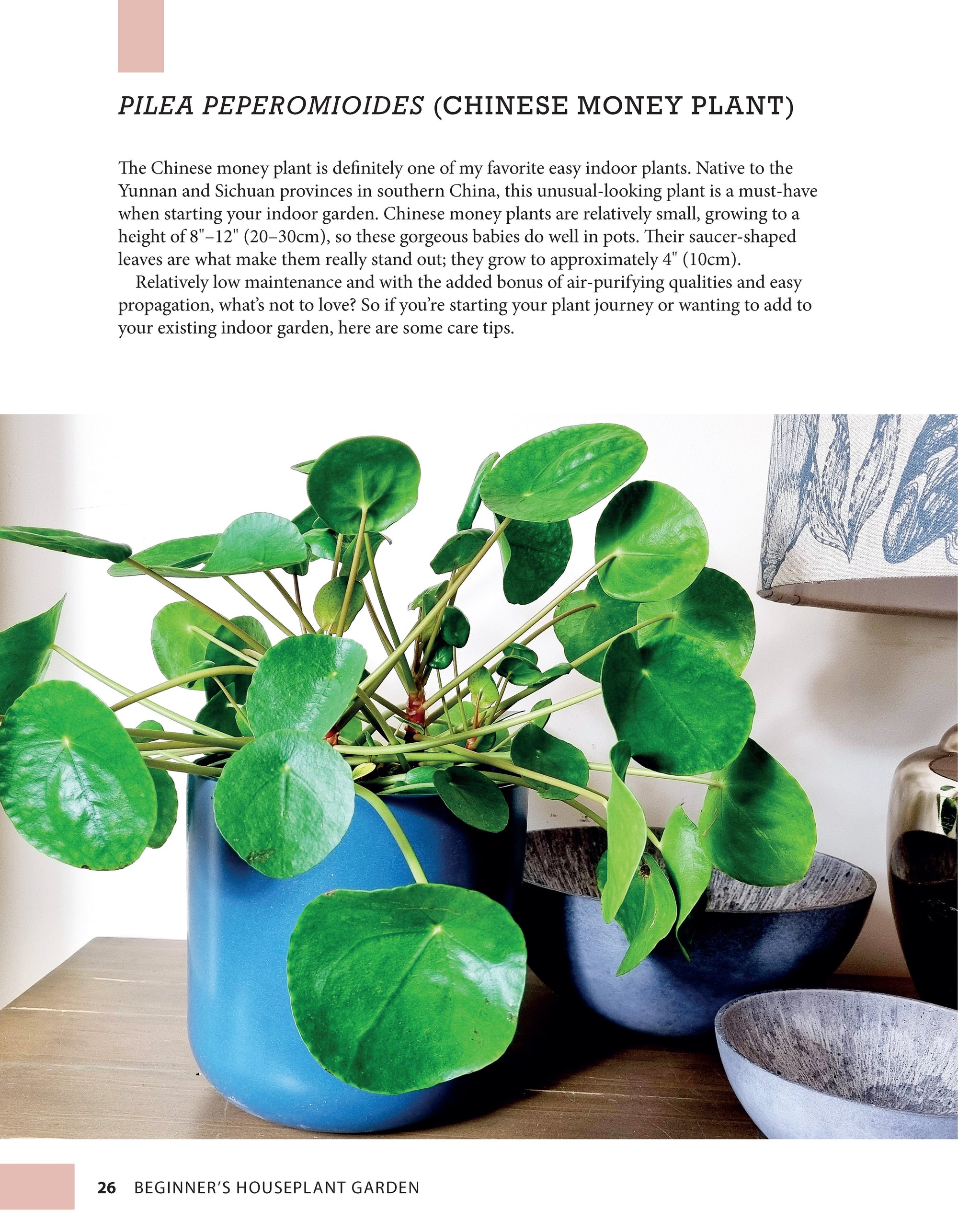 Beginners Houseplant Garden