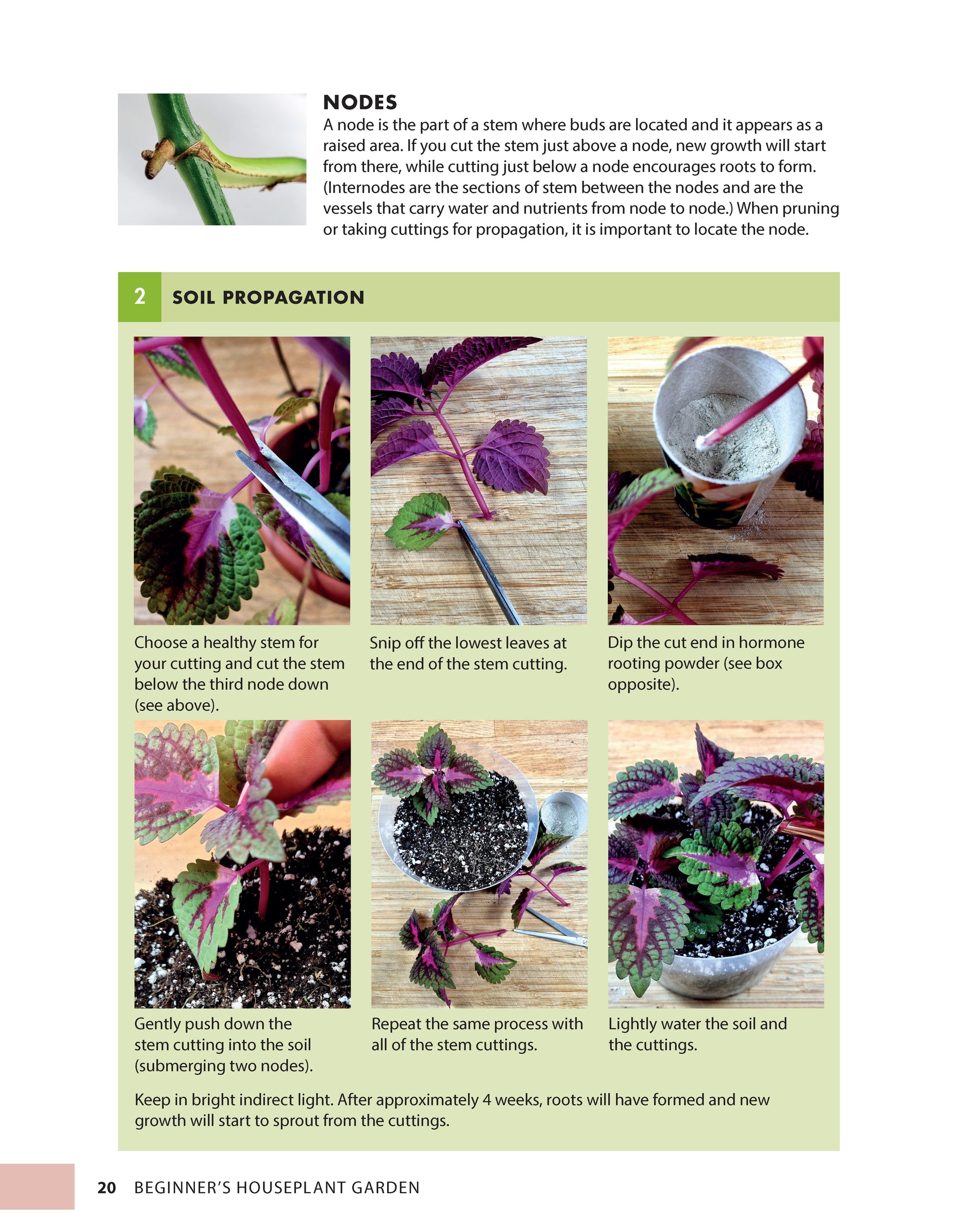 Beginners Houseplant Garden