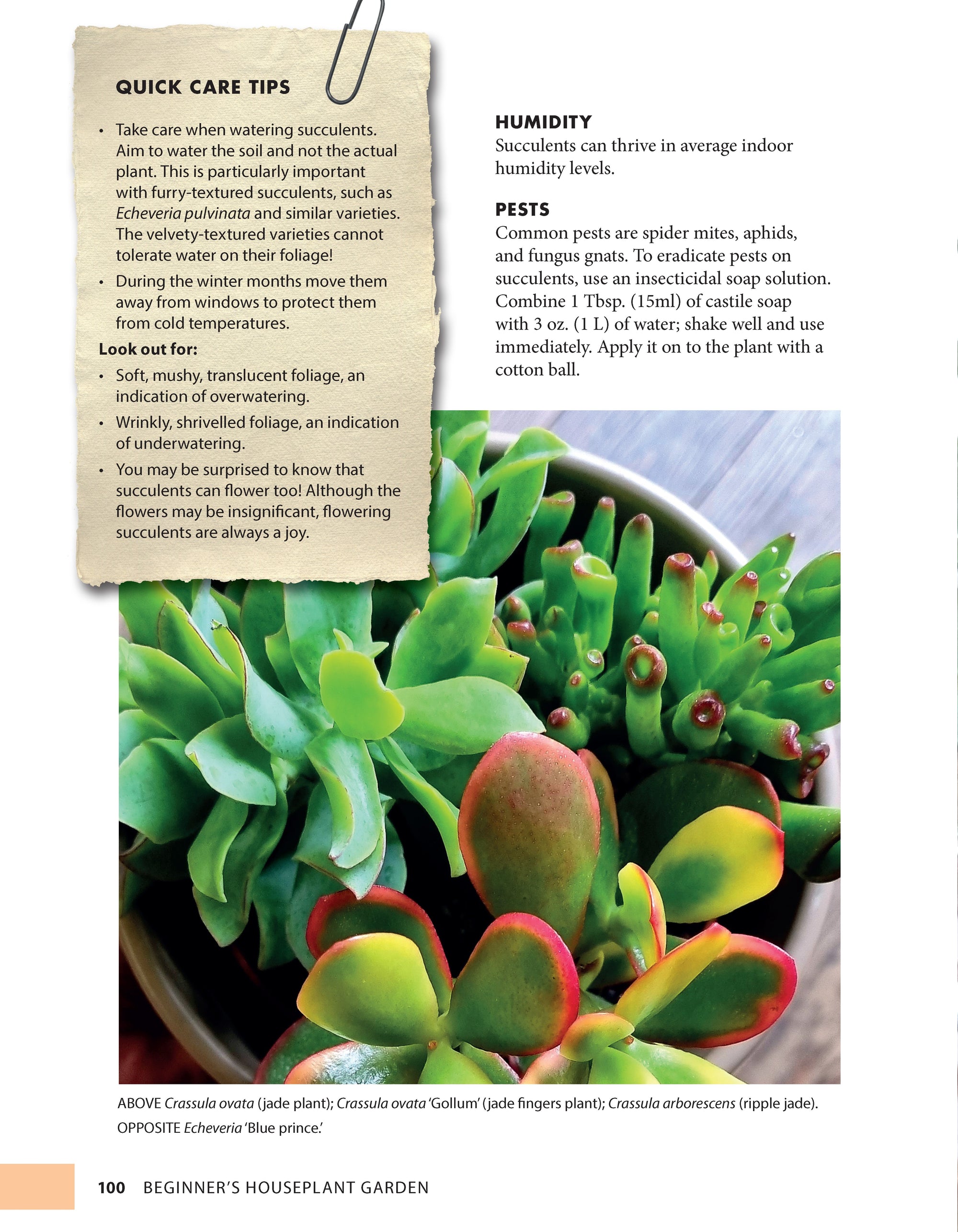 Beginners Houseplant Garden
