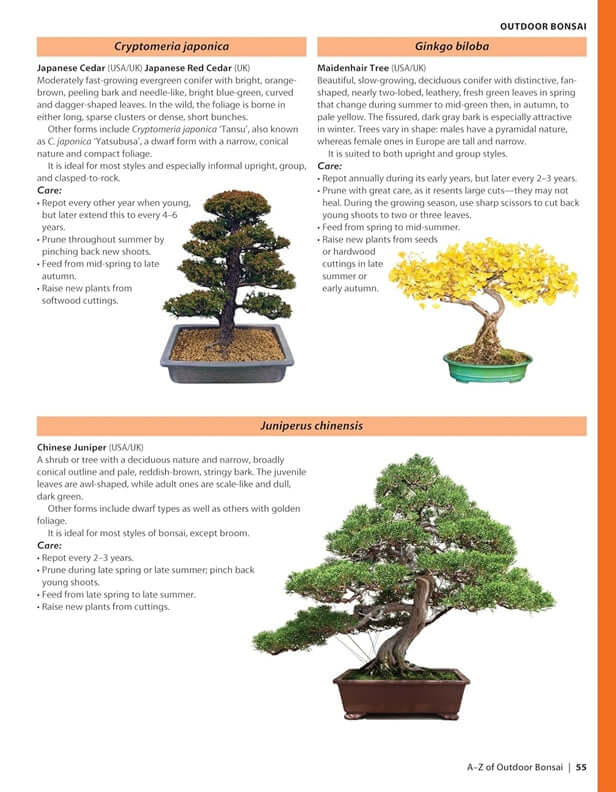 Complete Starter Guide to Bonsai