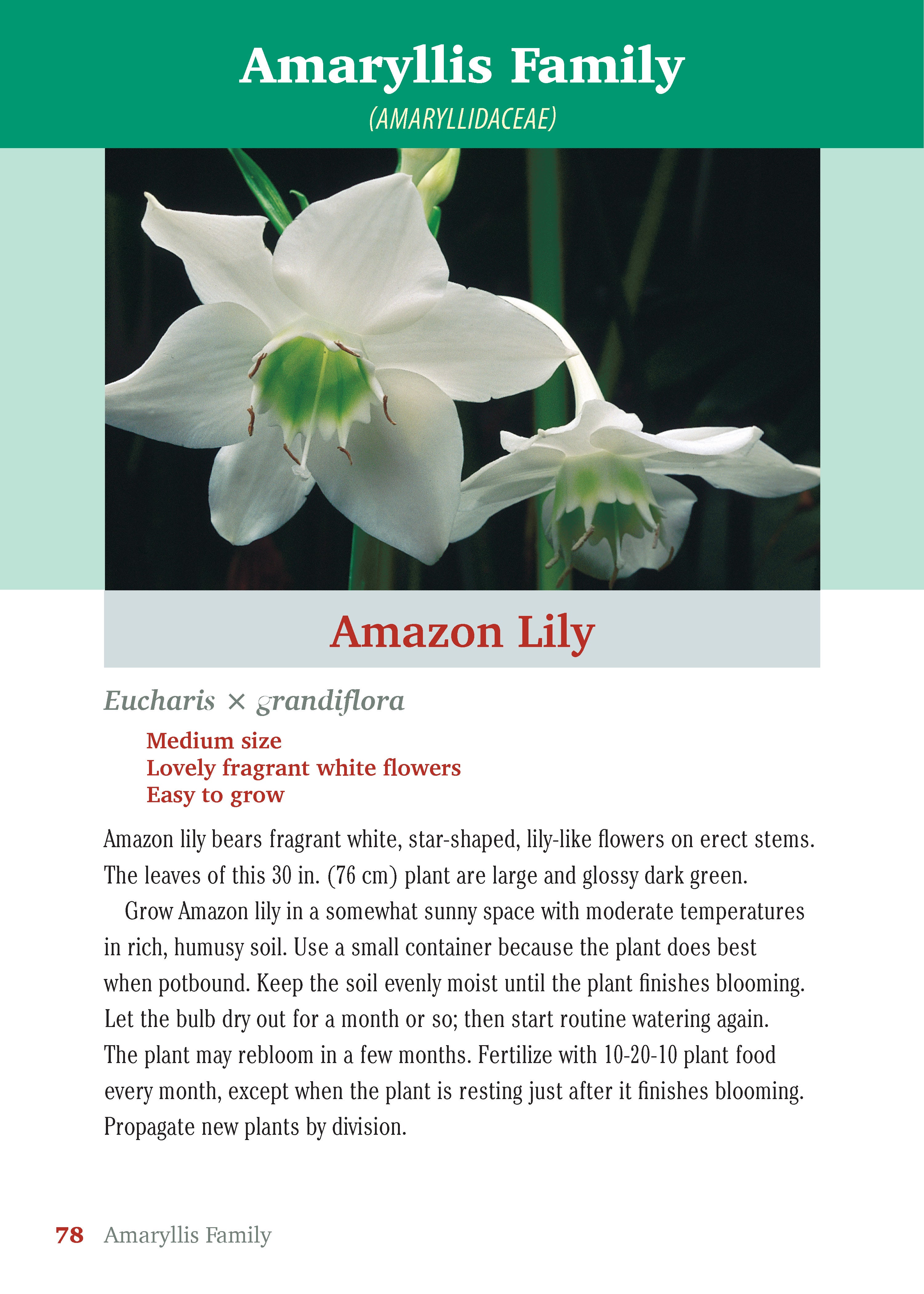 Pocket Guide to Houseplants