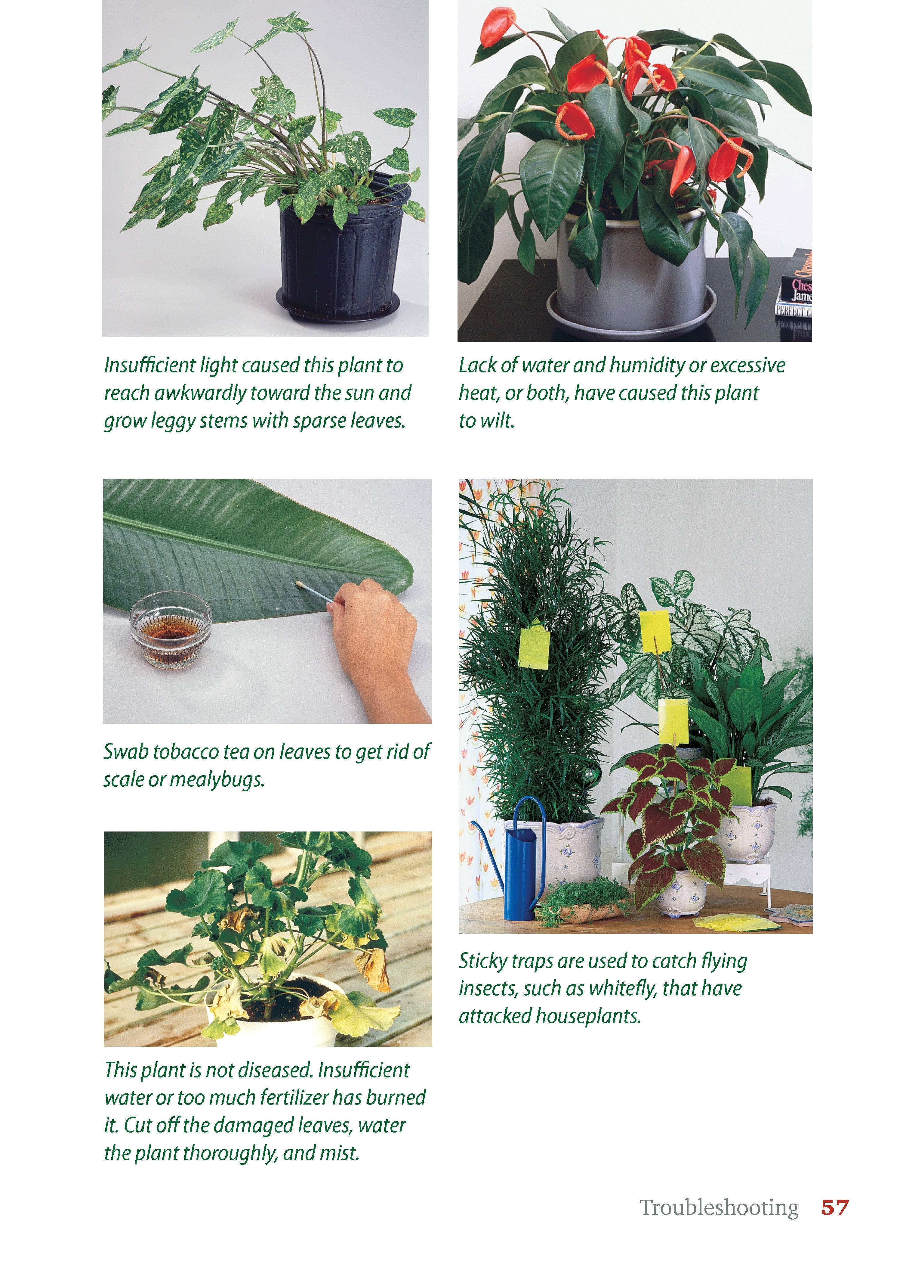 Pocket Guide to Houseplants