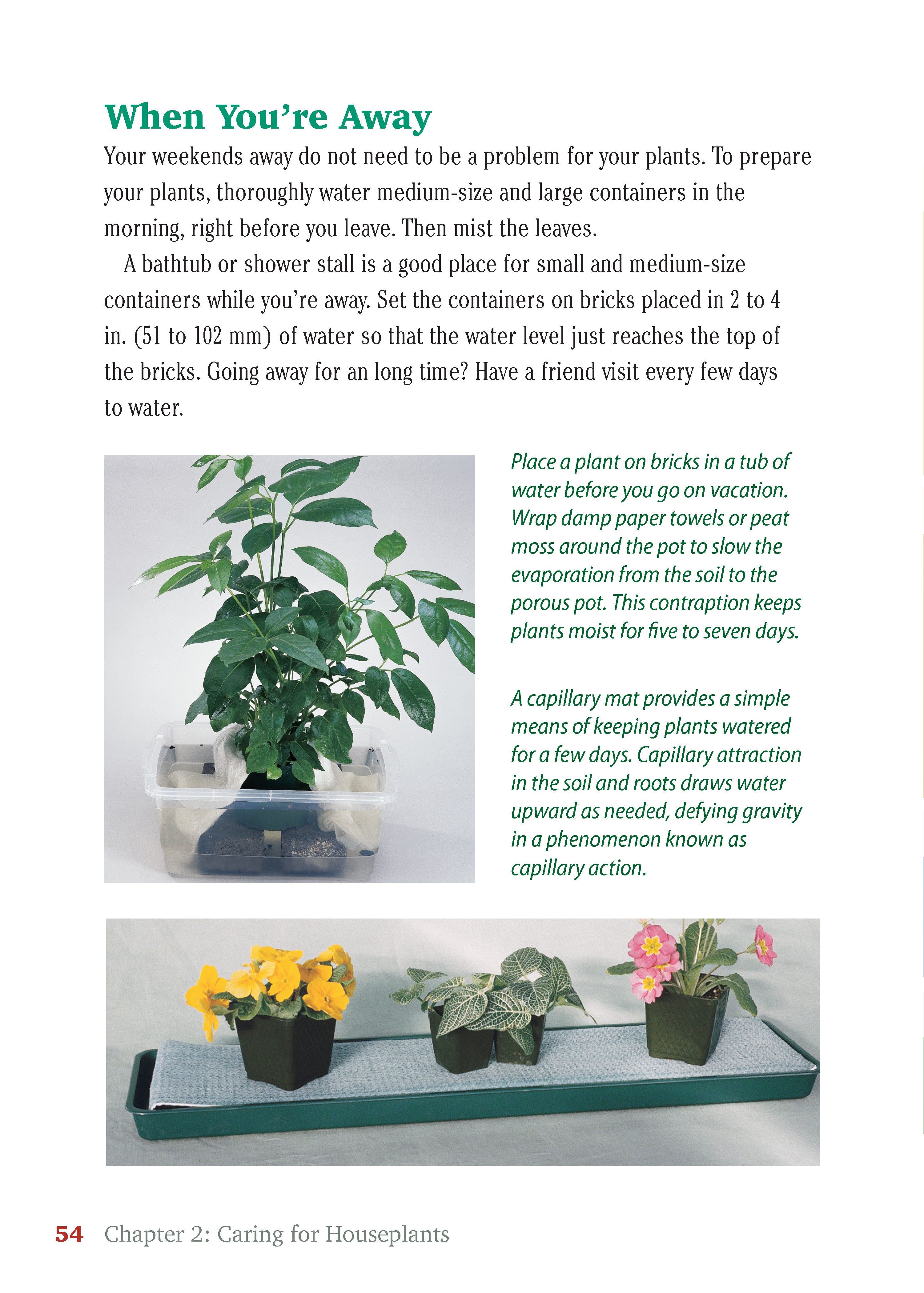 Pocket Guide to Houseplants