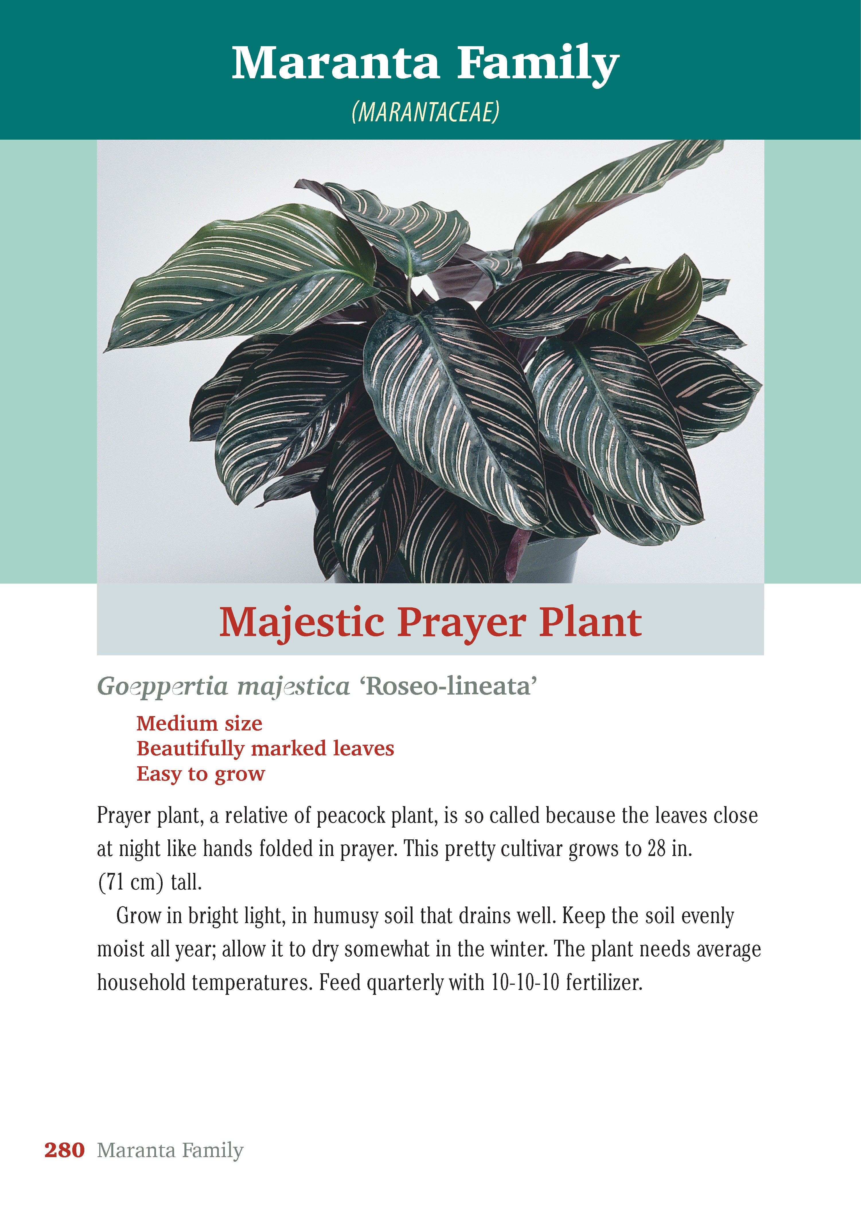 Pocket Guide to Houseplants