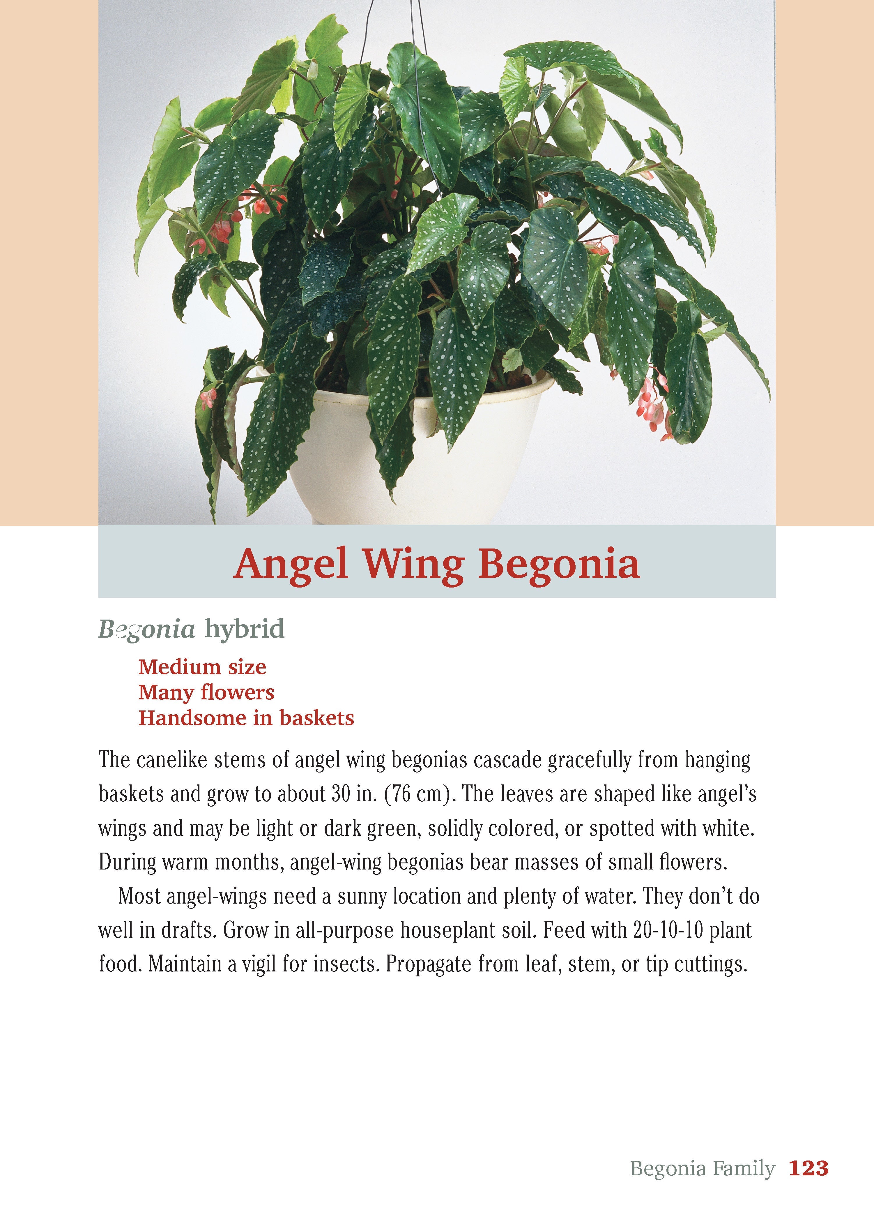 Pocket Guide to Houseplants