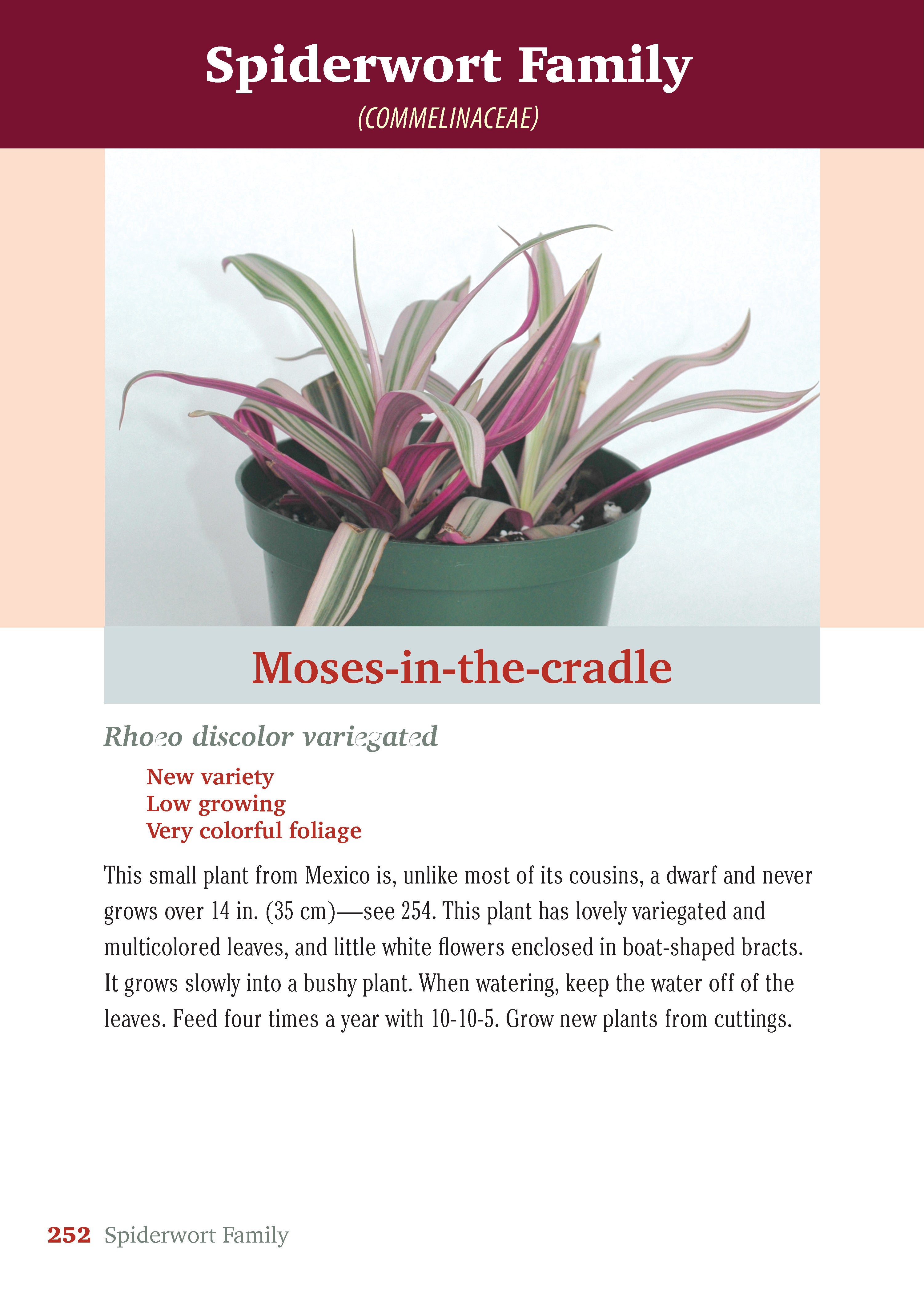 Pocket Guide to Houseplants