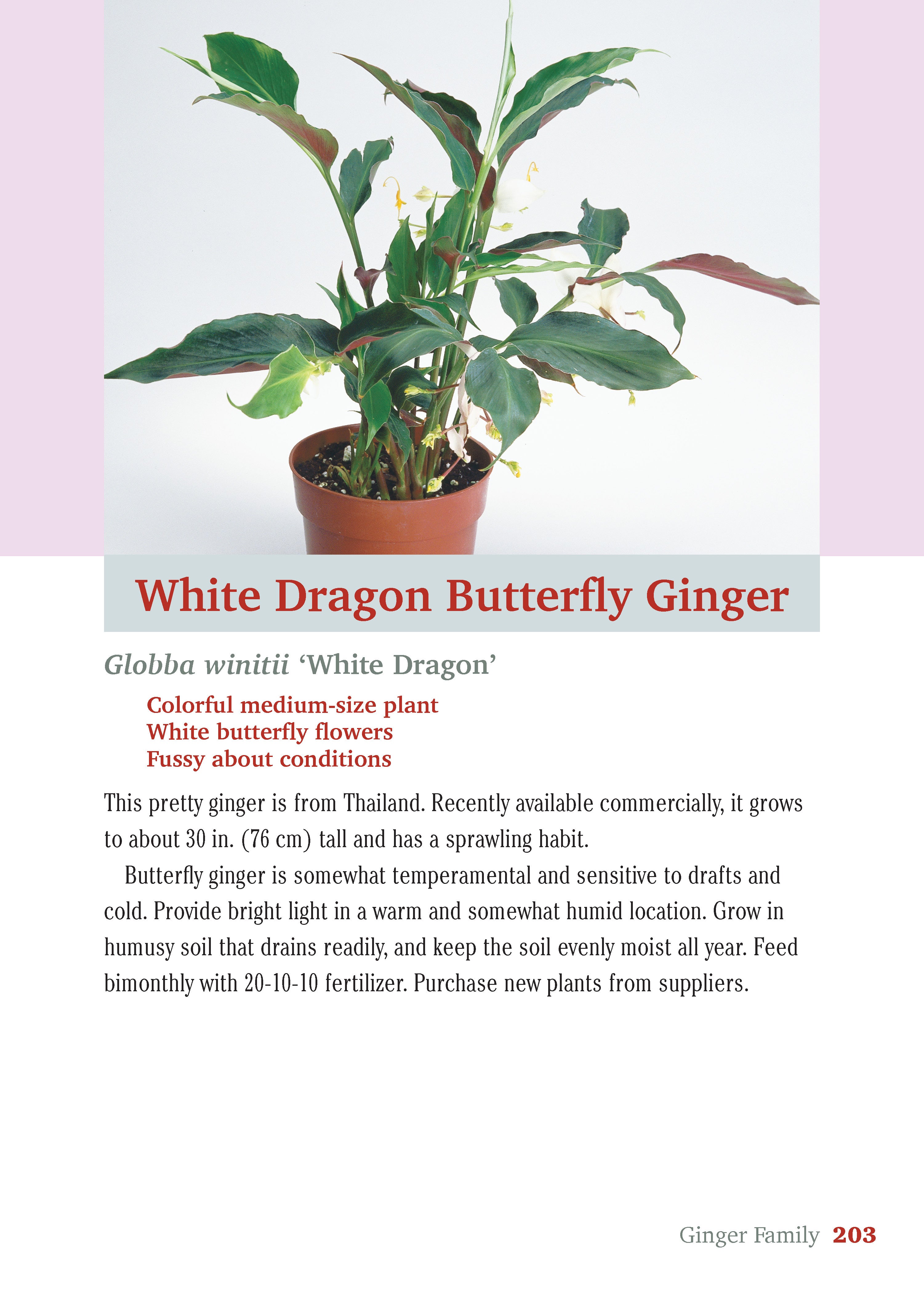 Pocket Guide to Houseplants