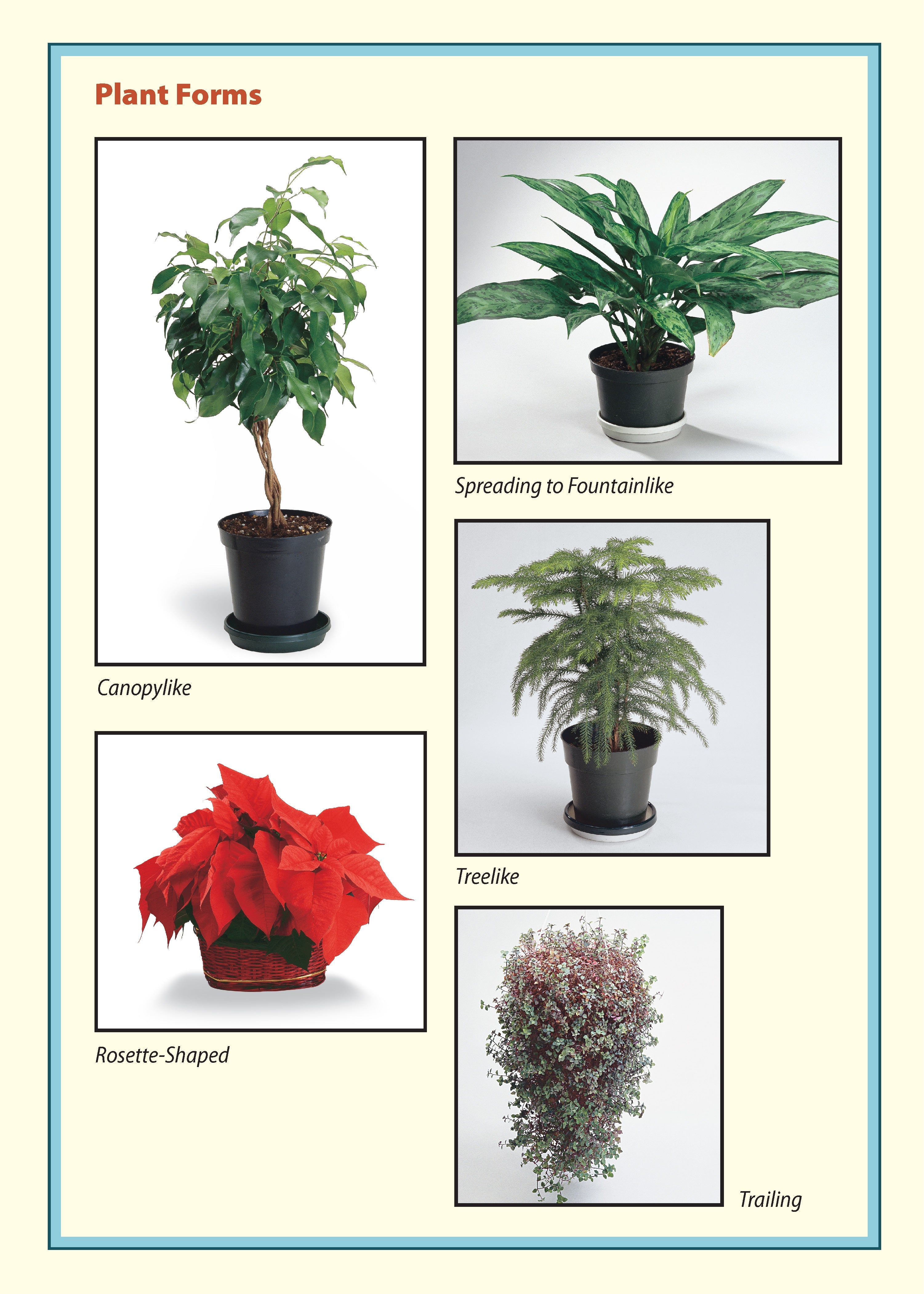 Pocket Guide to Houseplants
