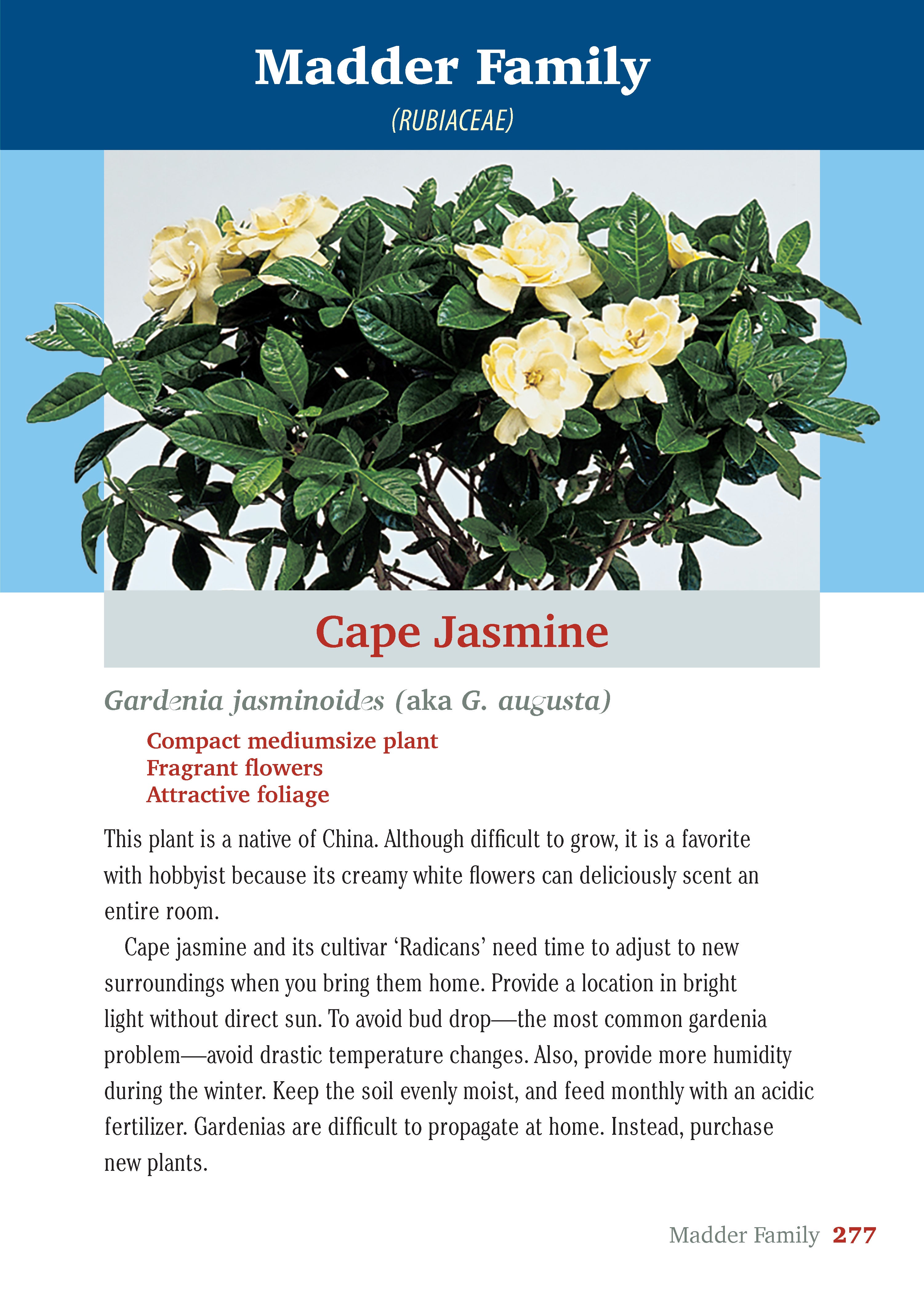 Pocket Guide to Houseplants