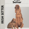 Irish Setter