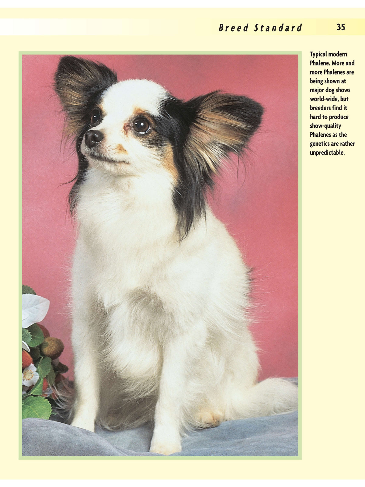 Papillon