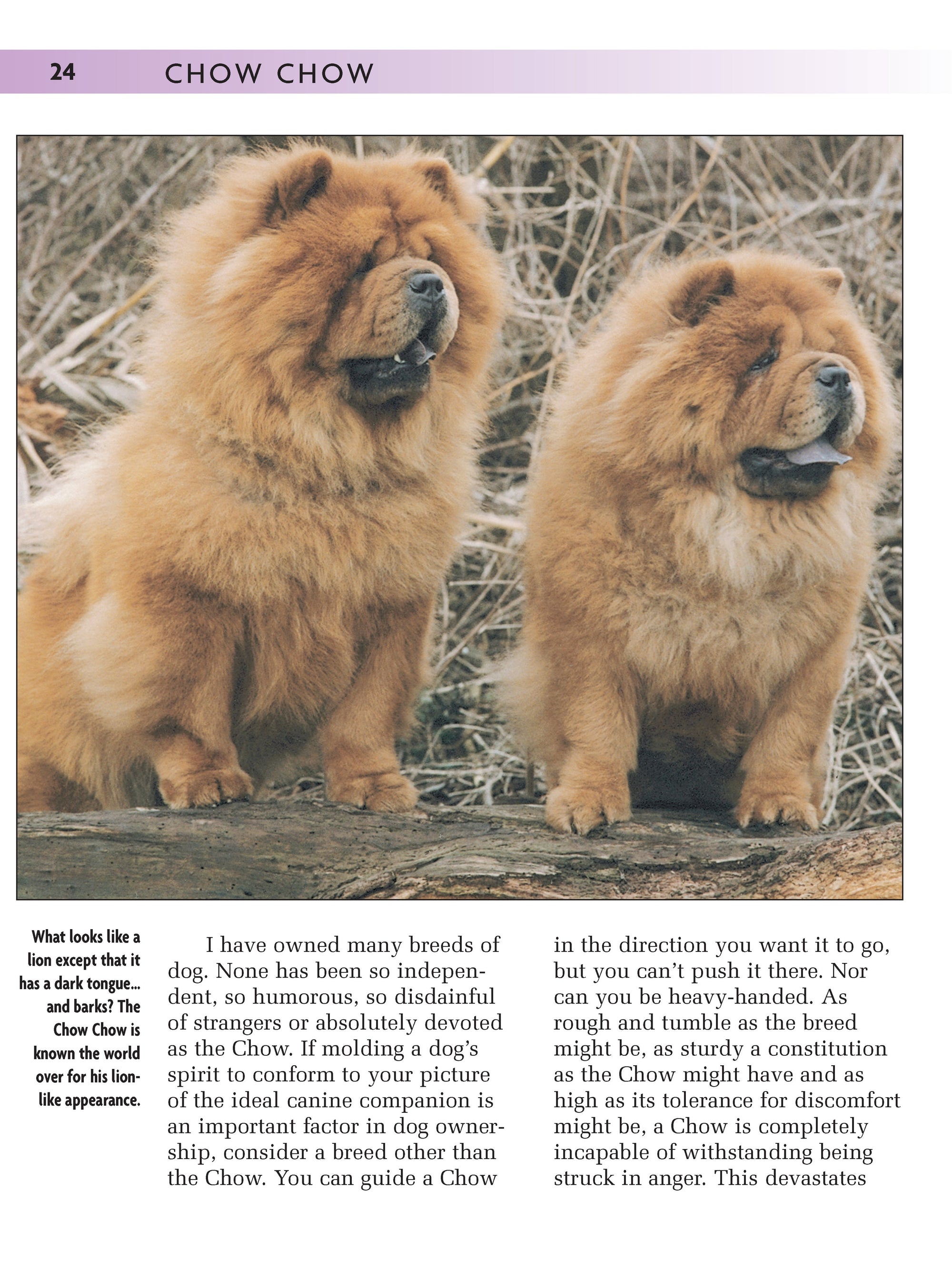 Chow Chow