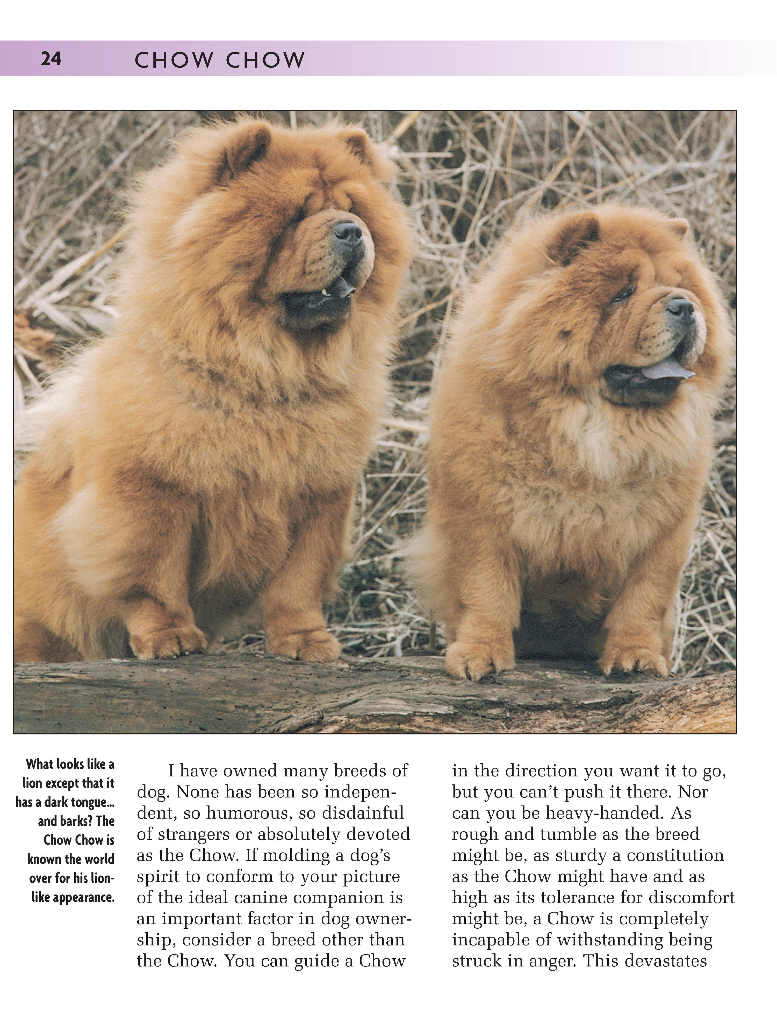 Chow Chow