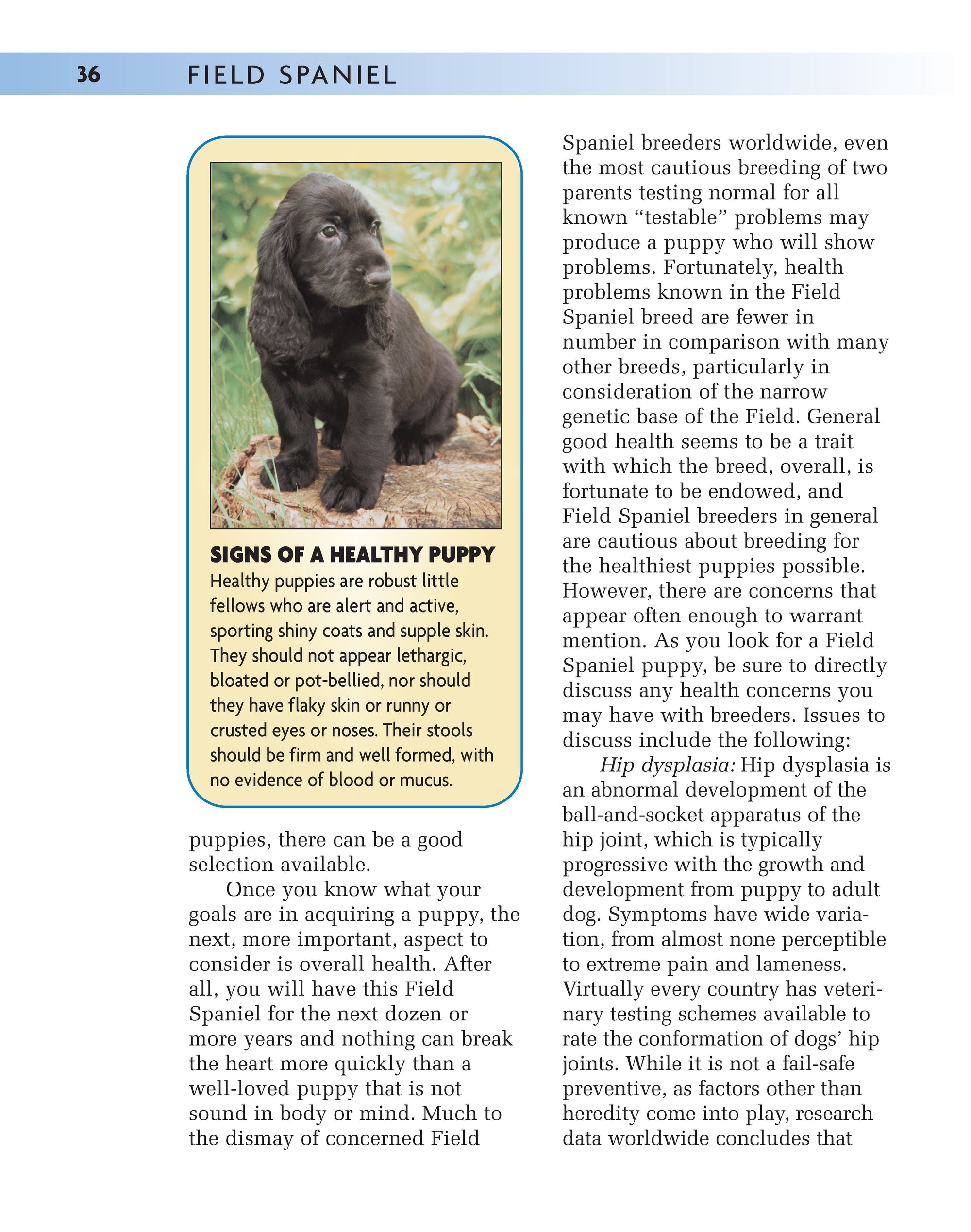 Field Spaniel