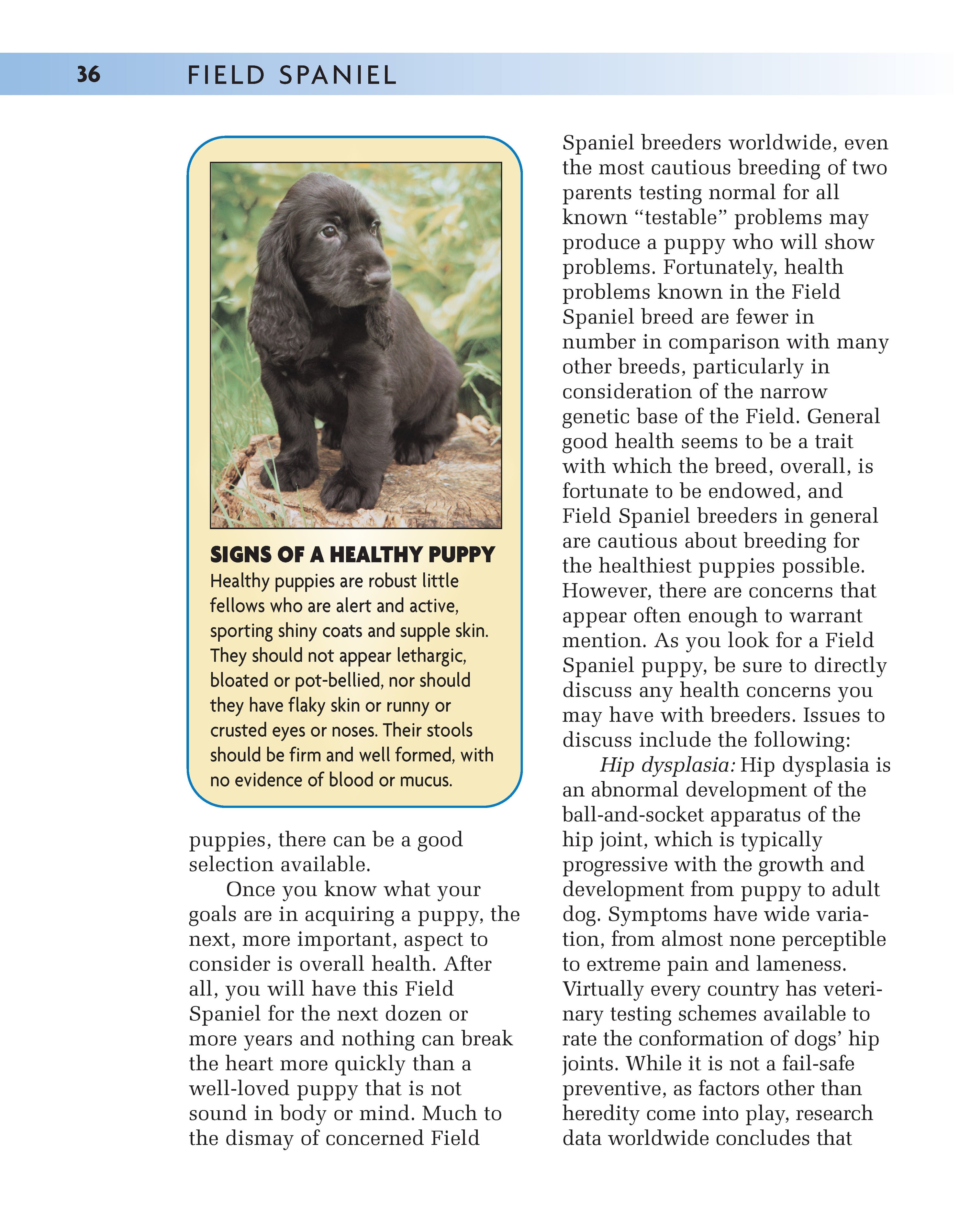 Field Spaniel
