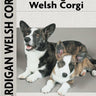 Cardigan Welsh Corgi
