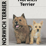 Norwich Terrier