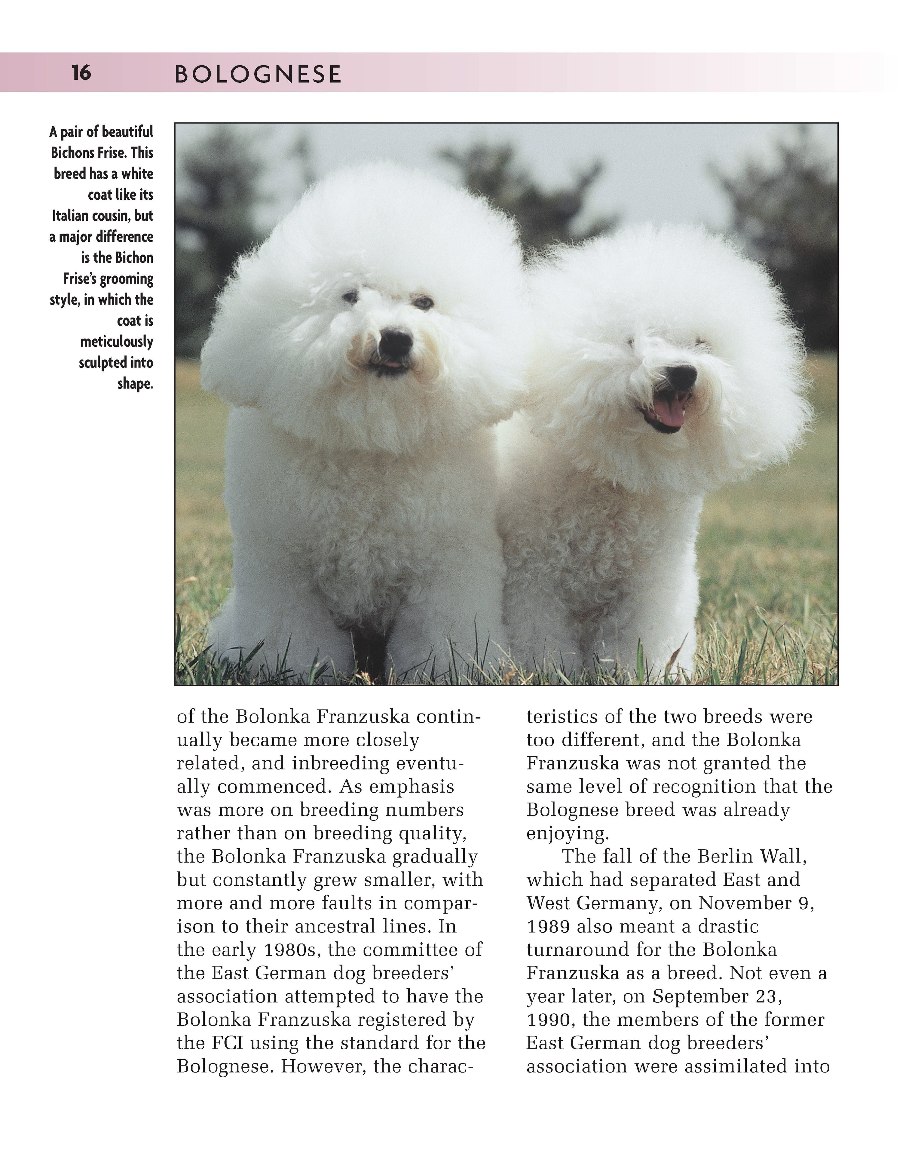 Dog Breeds Italian Bolognese Dog Bolognese HT Animal Supply