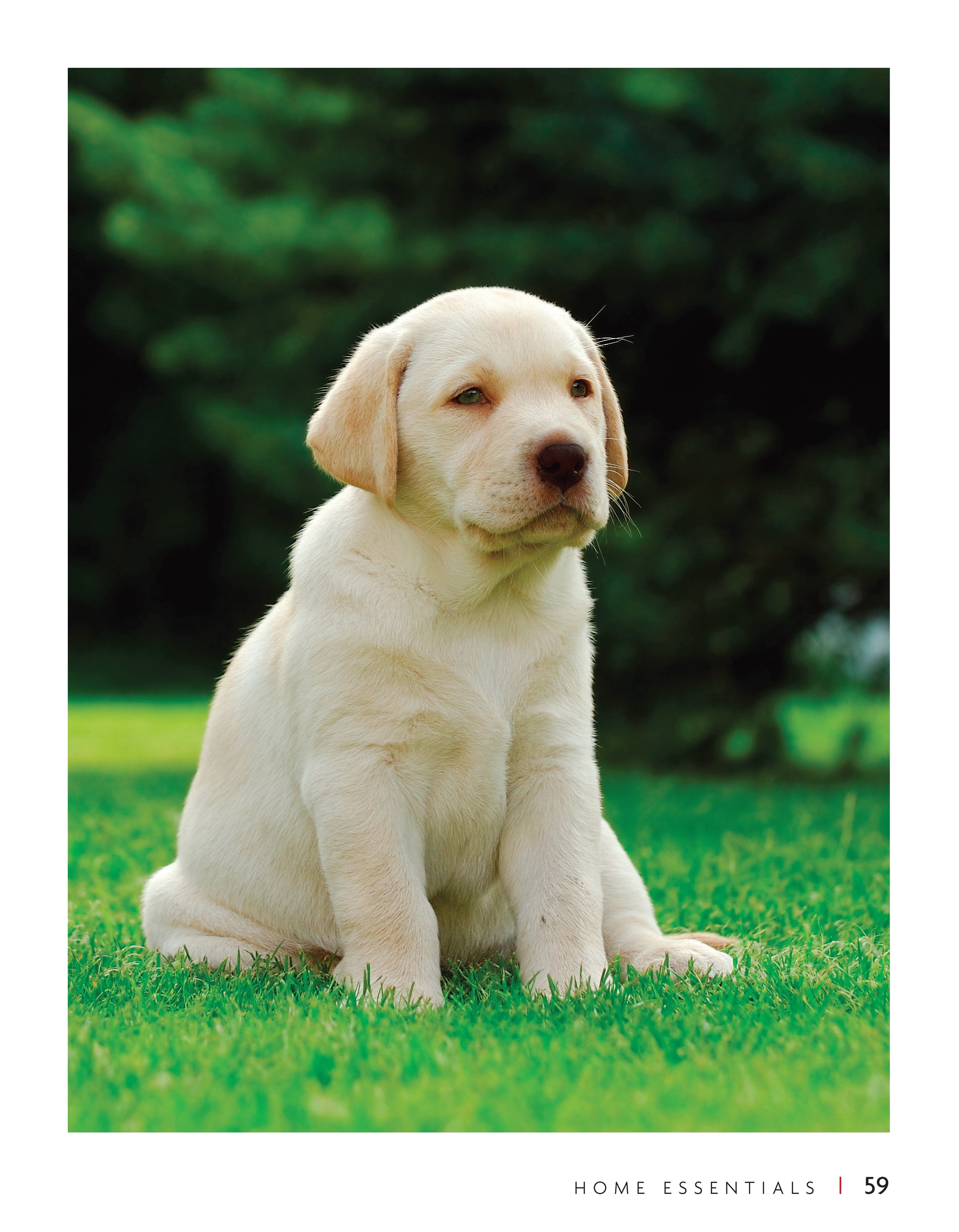 Labrador Retriever