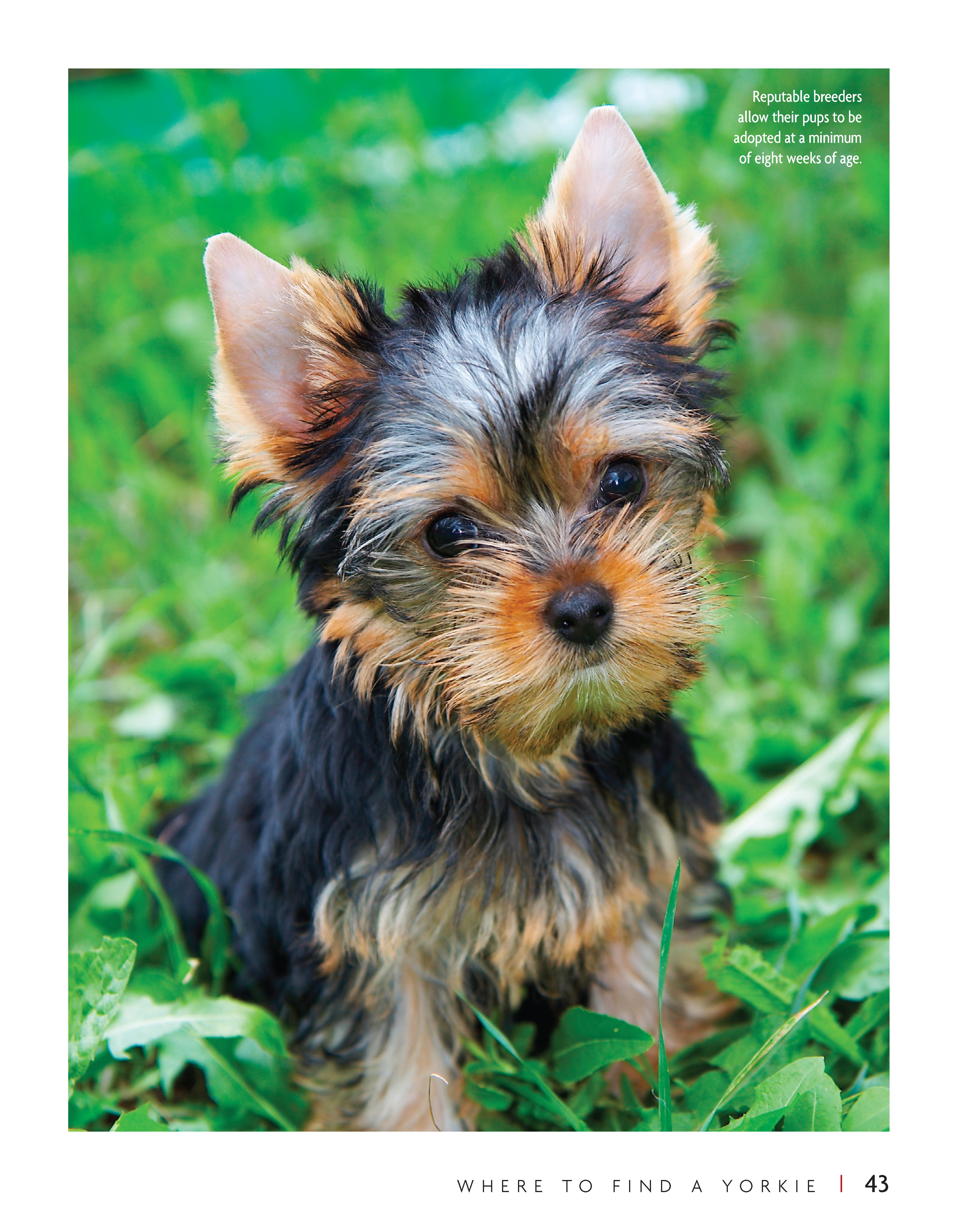 Yorkshire Terrier