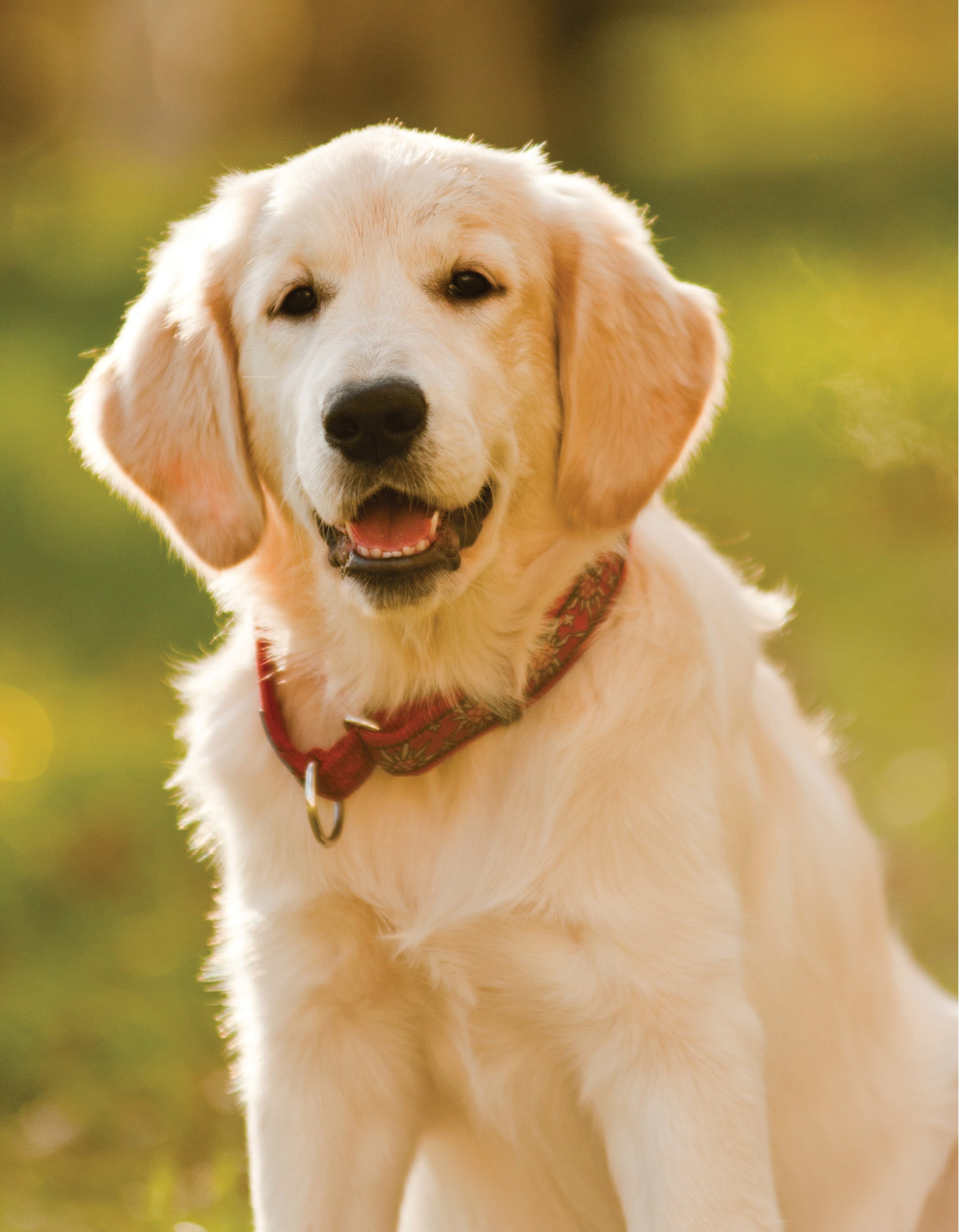 Dr. Khalsas Natural Dog
